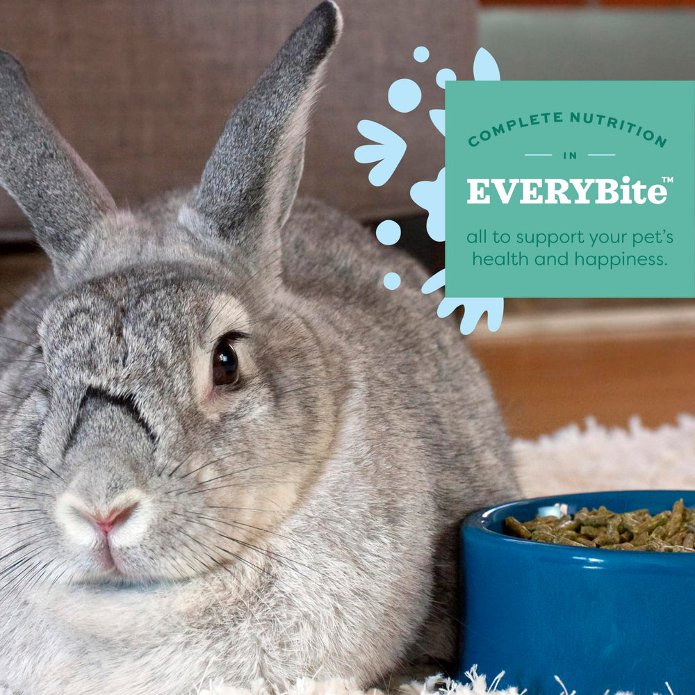 Adult rabbit eating Oxbow pellets showing improved acceptance benefit
