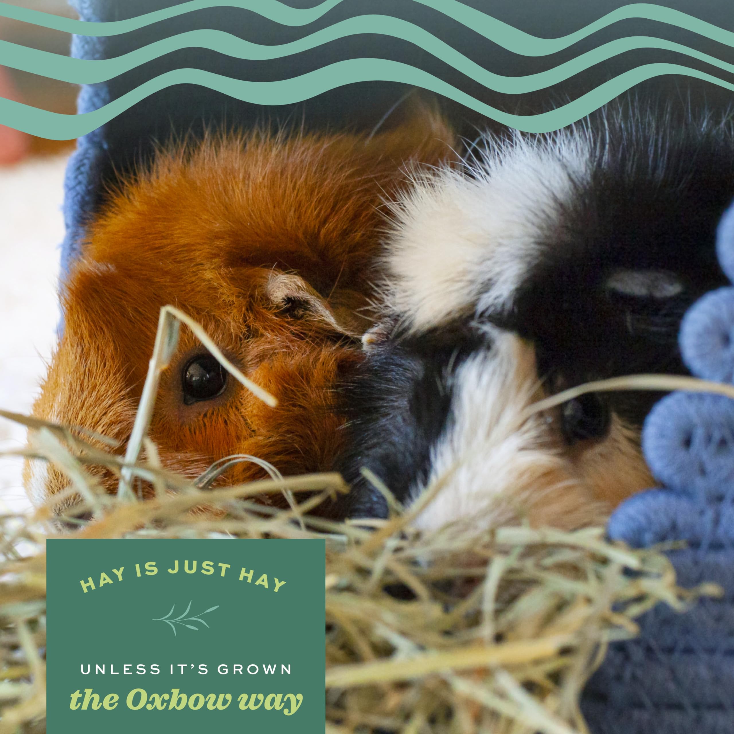 Oxbow hay placed in pet bowl within habitat demonstrating daily feeding
