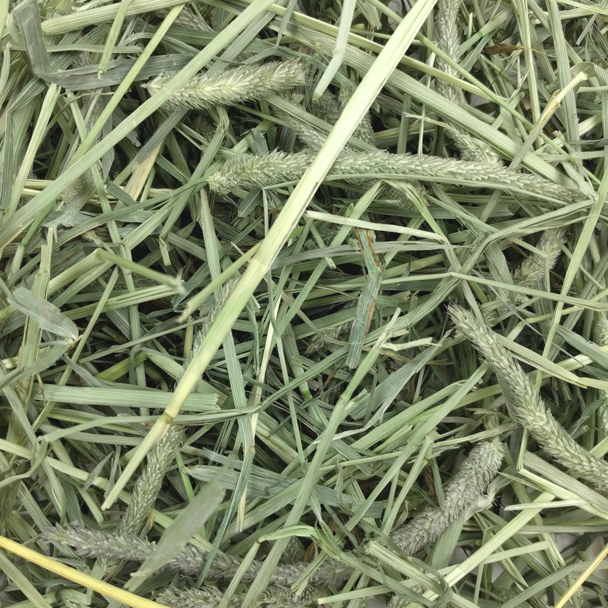 Oxbow Timothy hay with guinea pig nibbling, supporting digestive health