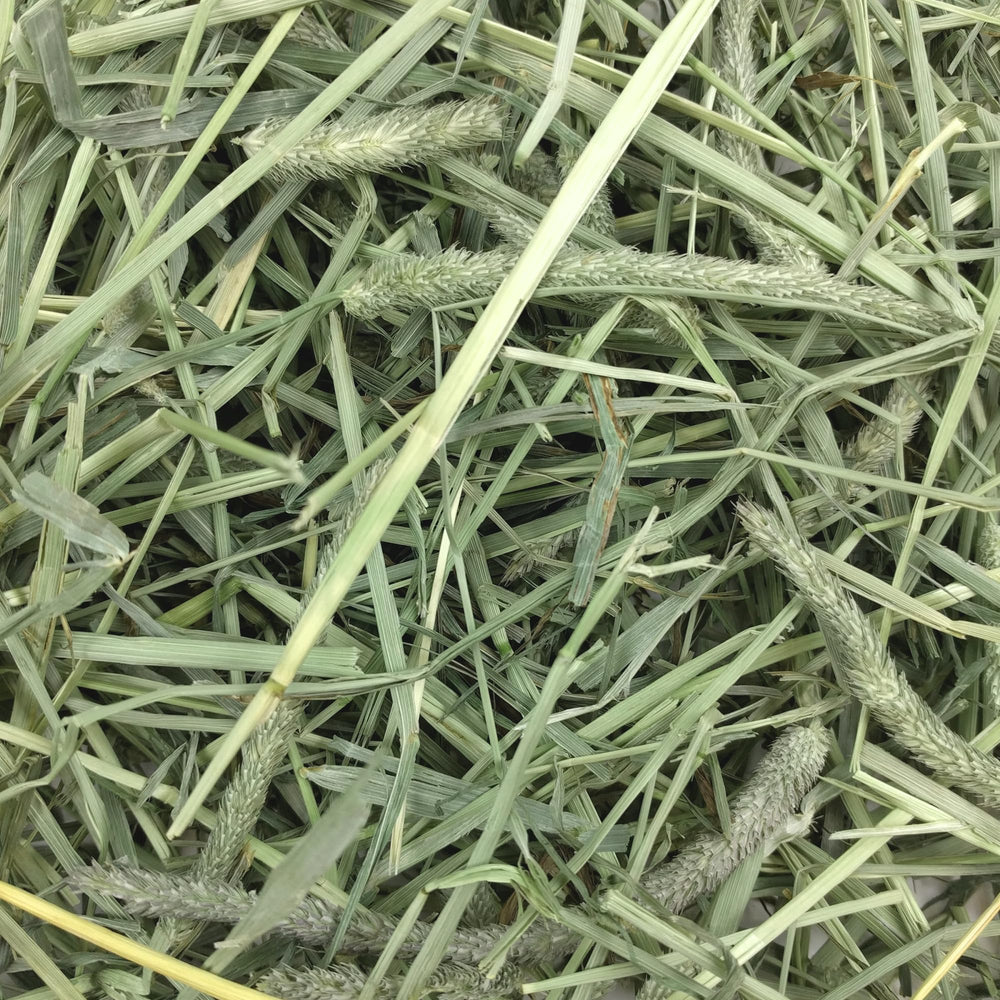 Oxbow Timothy hay with guinea pig nibbling, supporting digestive health