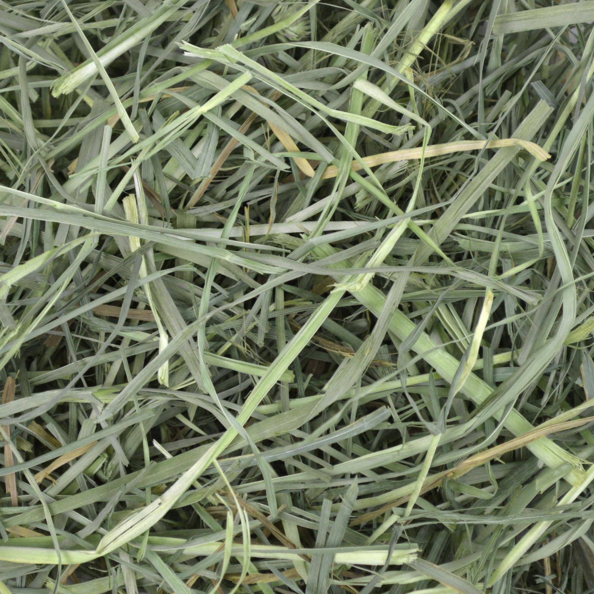Hay bowl filled with Oxbow orchard grass showing tidy feeding setup benefit