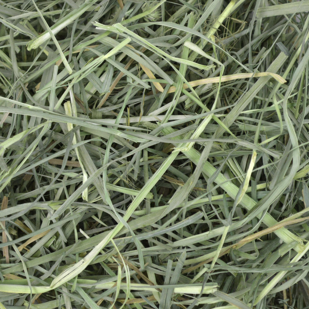 Hay bowl filled with Oxbow orchard grass showing tidy feeding setup benefit