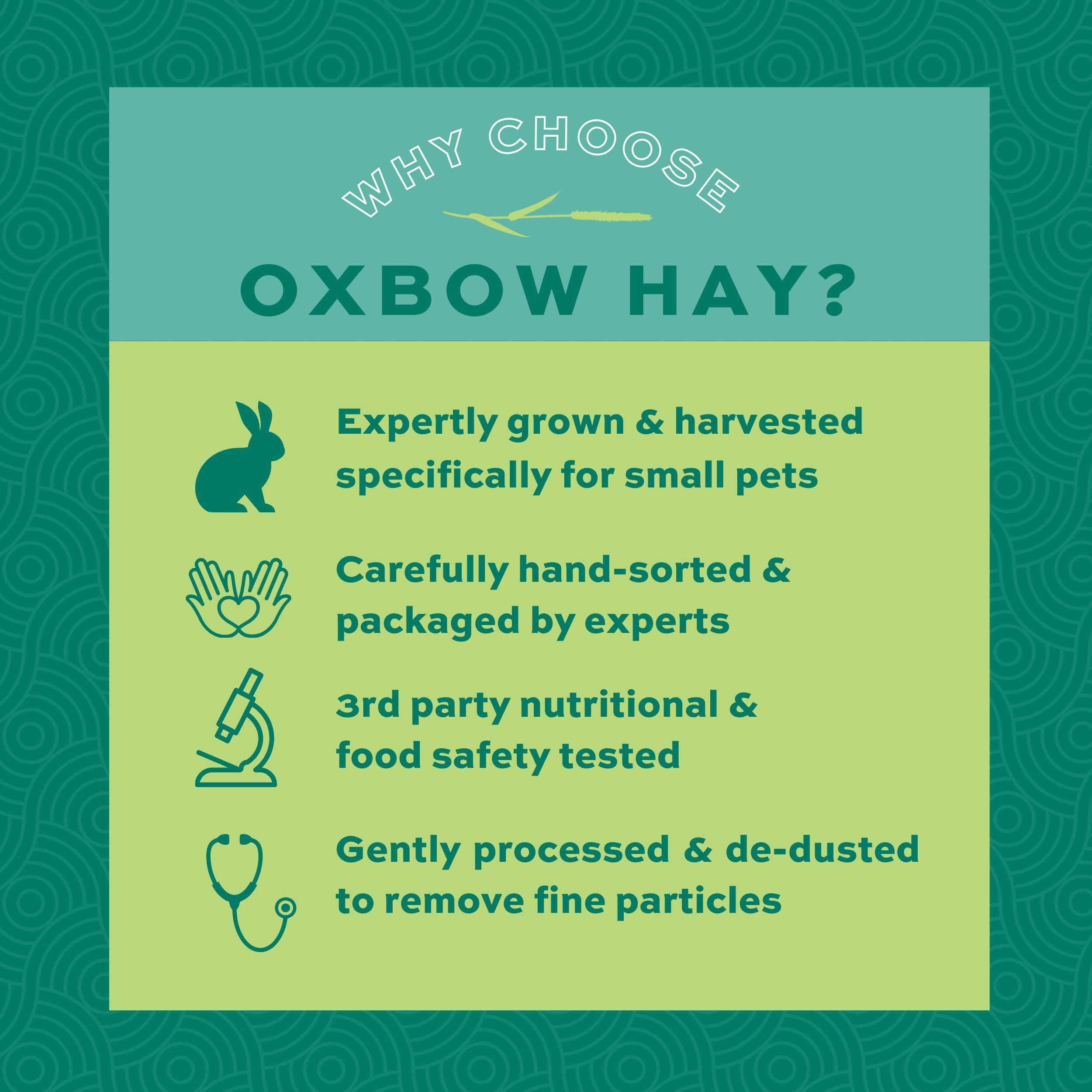 Rabbit eating Oxbow orchard hay, demonstrating stimulated appetite benefit