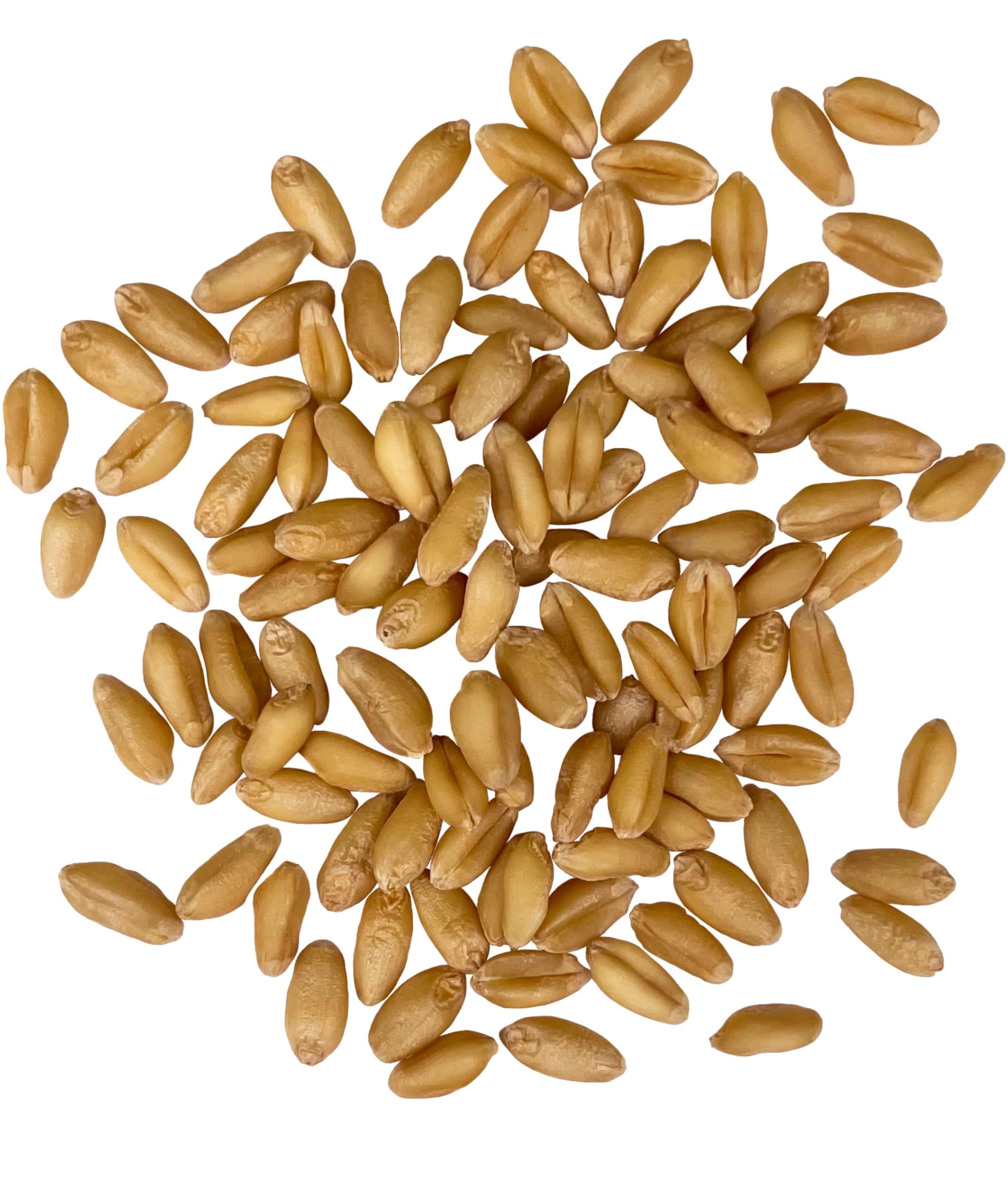 close-up of Palouse Brand wheat berries highlighting clean whole grain texture