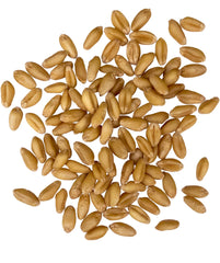 close-up of Palouse Brand wheat berries highlighting clean whole grain texture