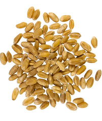 Palouse Brand wheat berries close-up texture showing clean kernels