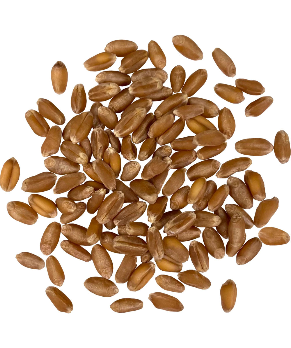 Palouse Brand closeup of wheat berry texture highlighting fresh whole grain quality