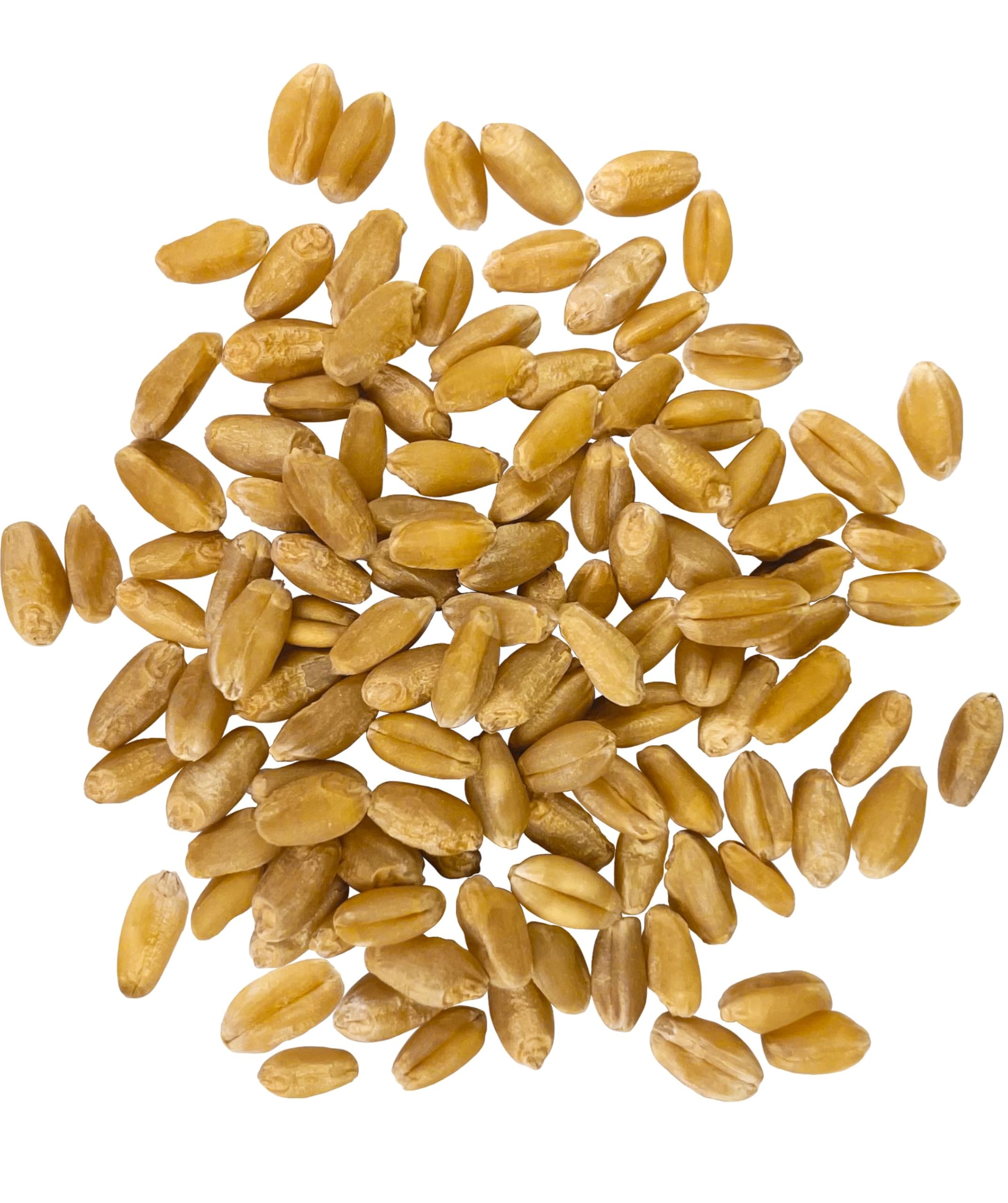 Palouse Brand close-up wheat kernels texture for milling and baking benefit
