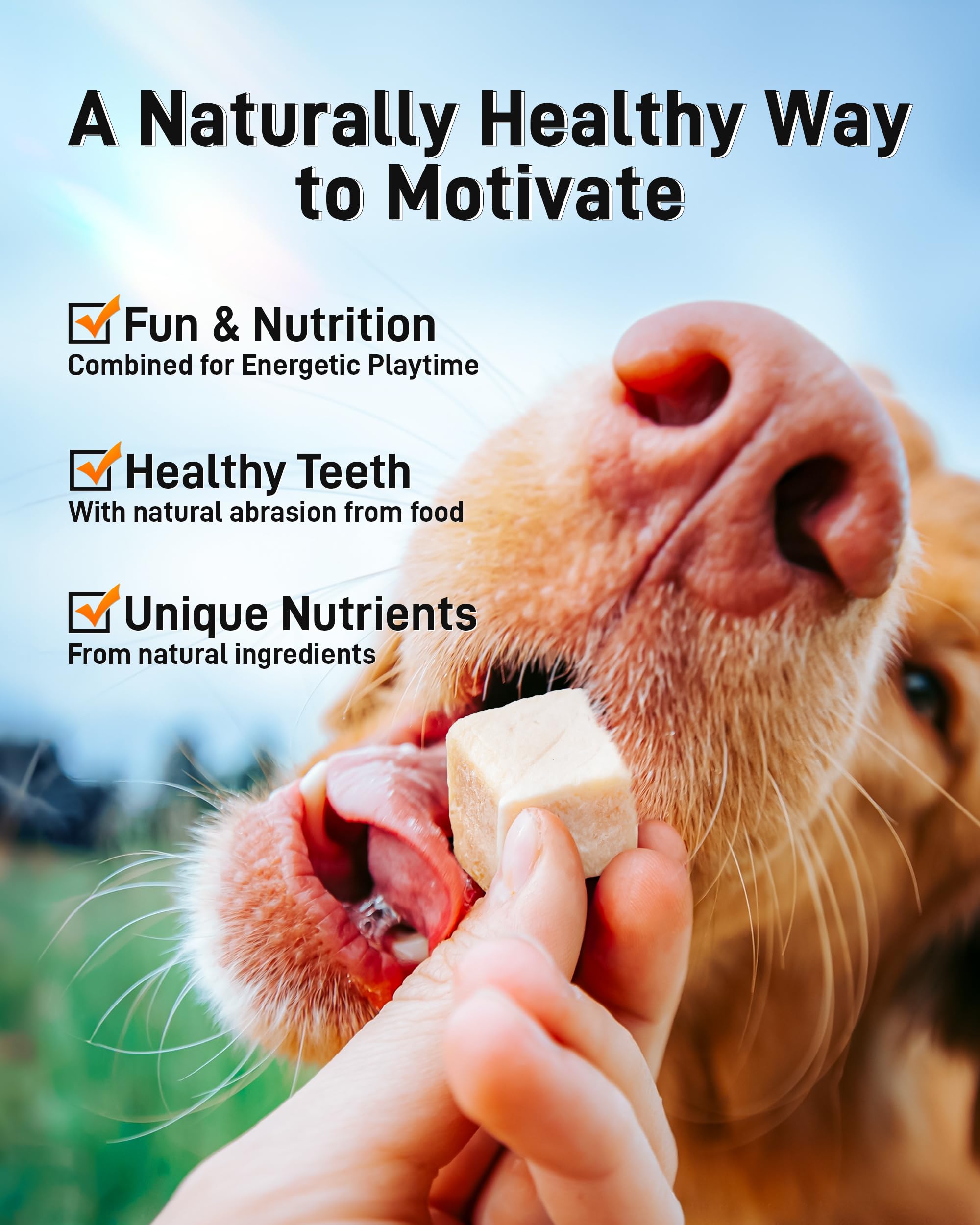 Pawaura dog and cat enjoying treats in home setting promoting bonding