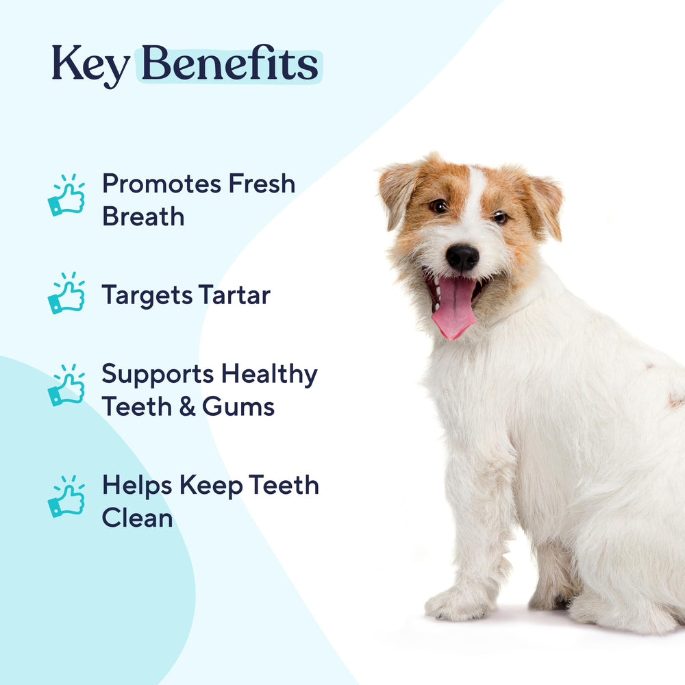 Pawfy being poured into a water bowl for effortless daily dental care
