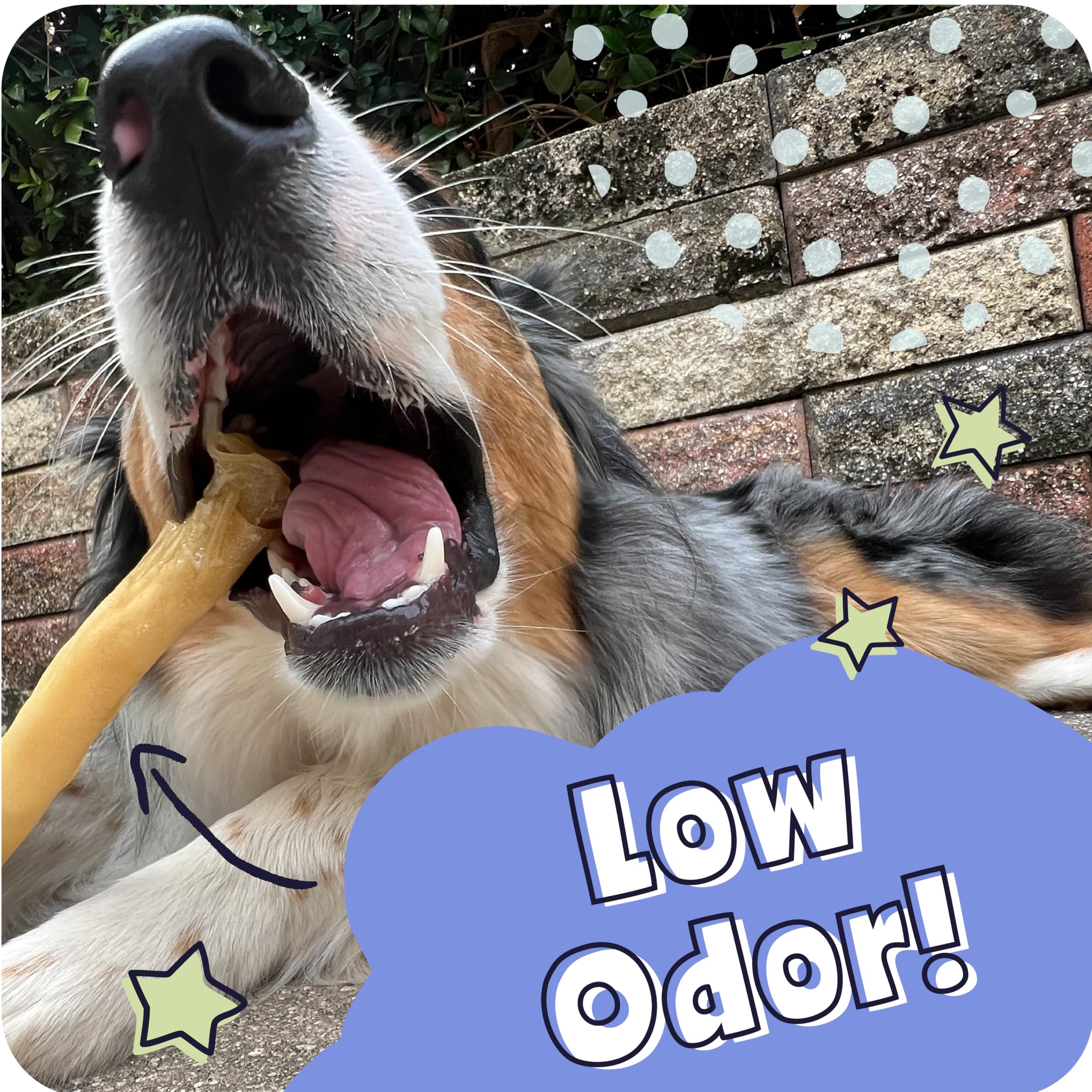 Pawstruck chew used as training reward to reinforce good behavior