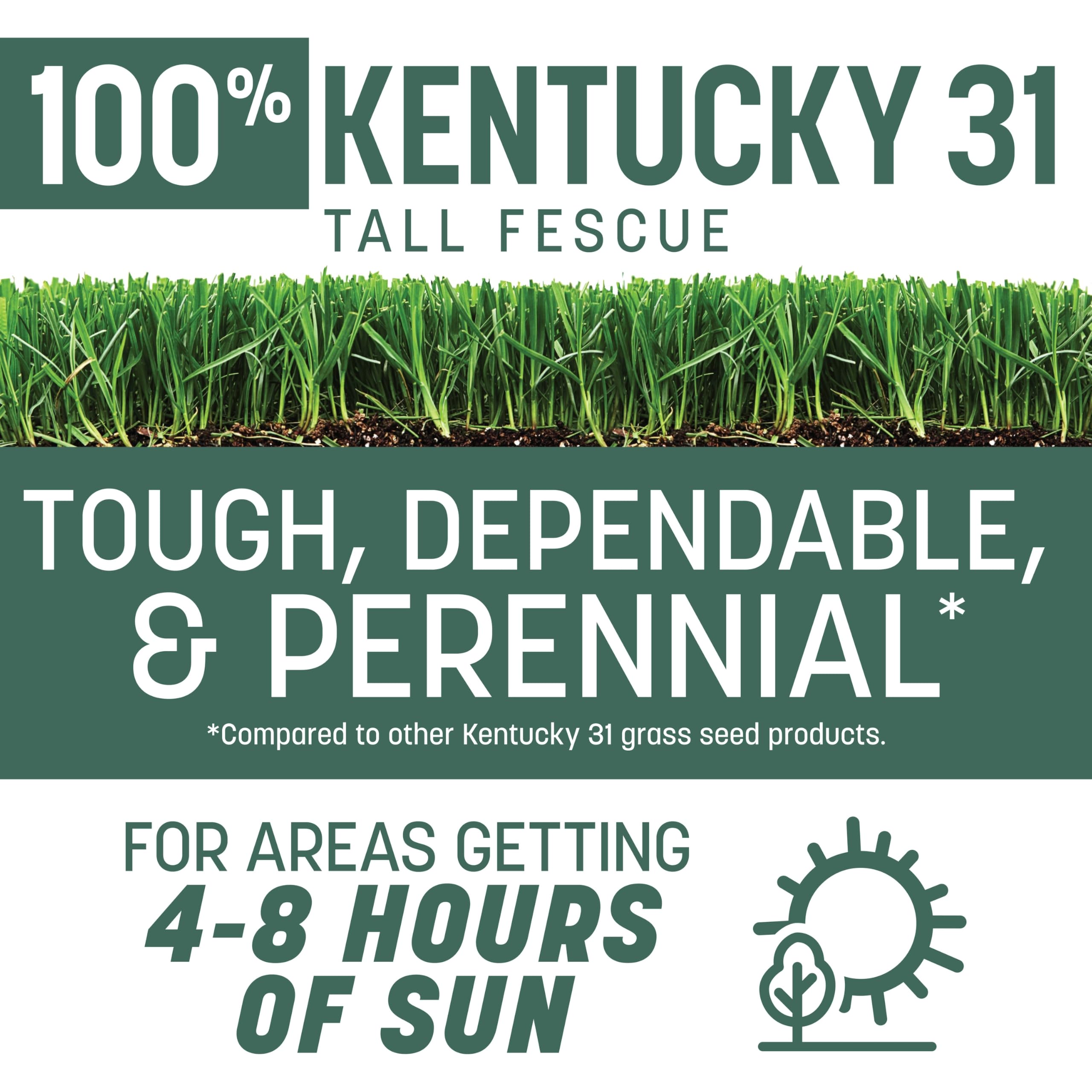 close-up of Pennington Kentucky 31 seeds highlighting reliable germination