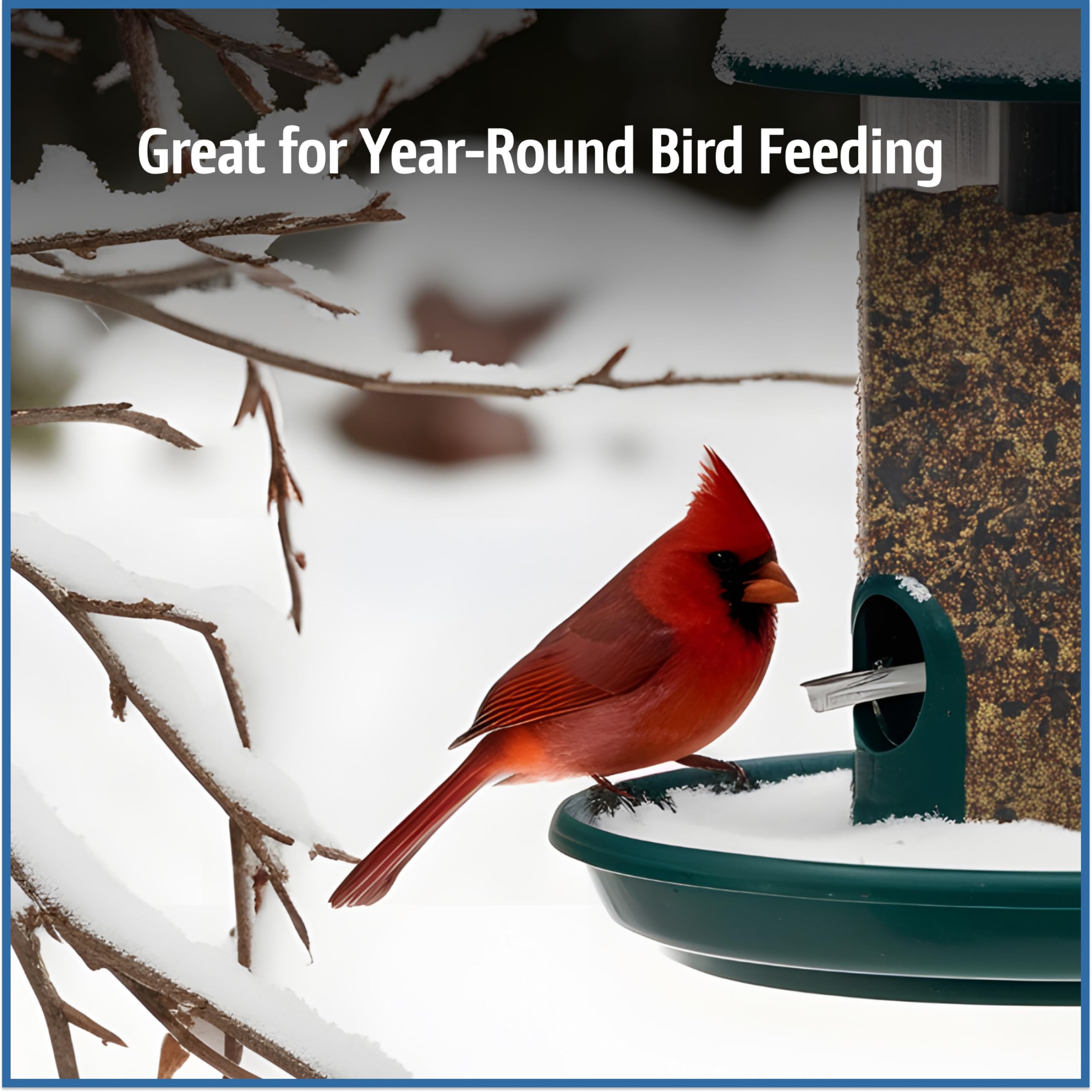 platform feeder filled with Pennington seed bringing diverse birds close