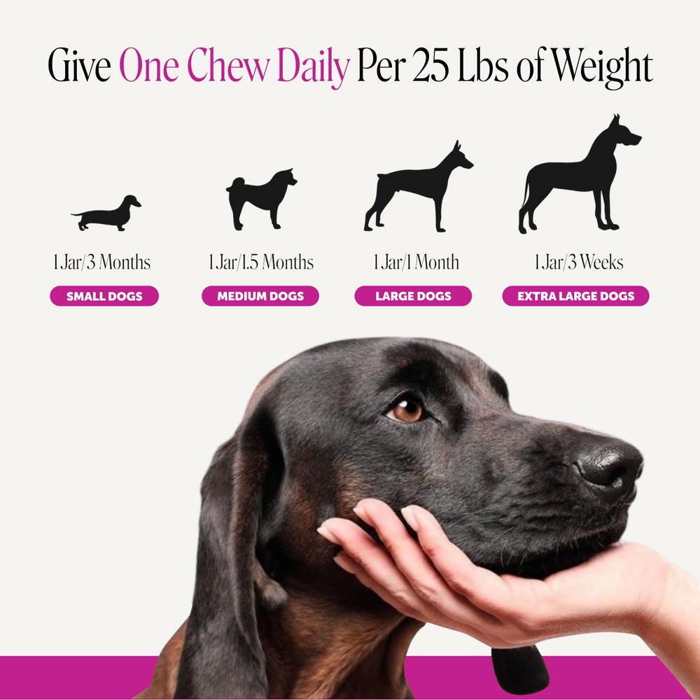 Pet Honesty senior dog happily taking a duck chew, encouraging compliance