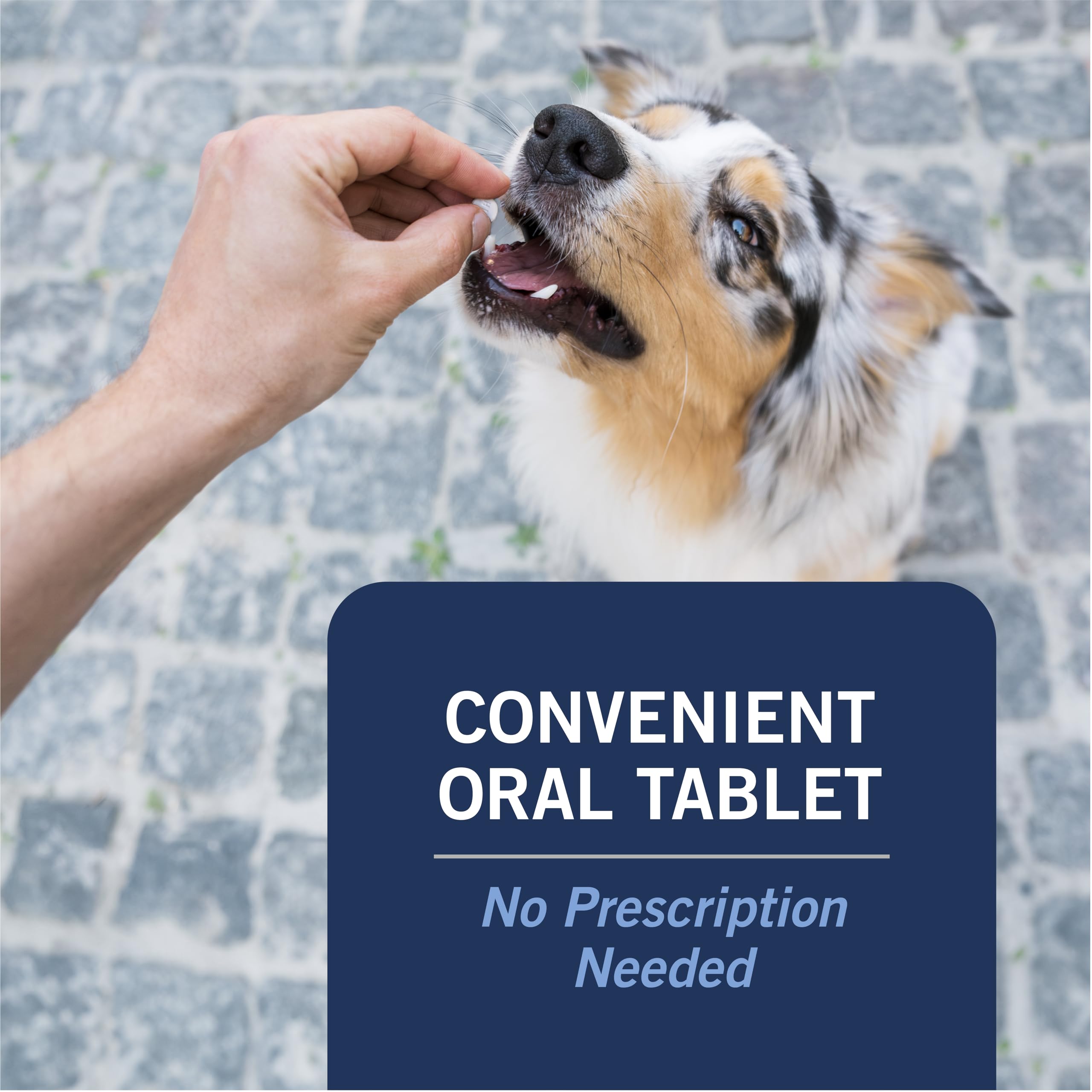 PetArmor CAPACTION being given to a dog demonstrating easy oral administration