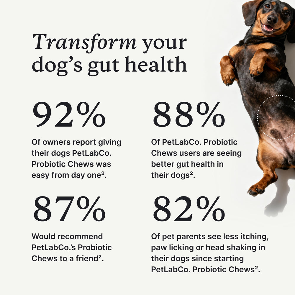 PetLab Co. soft chew close-up showing texture and easy chewability
