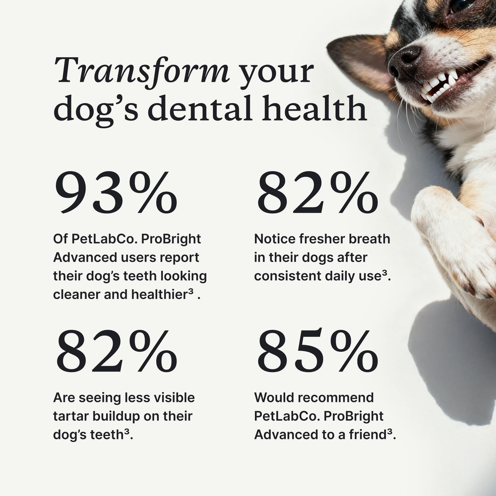 PetLab Co. powder sprinkled on dog food demonstrating palatable application benefit