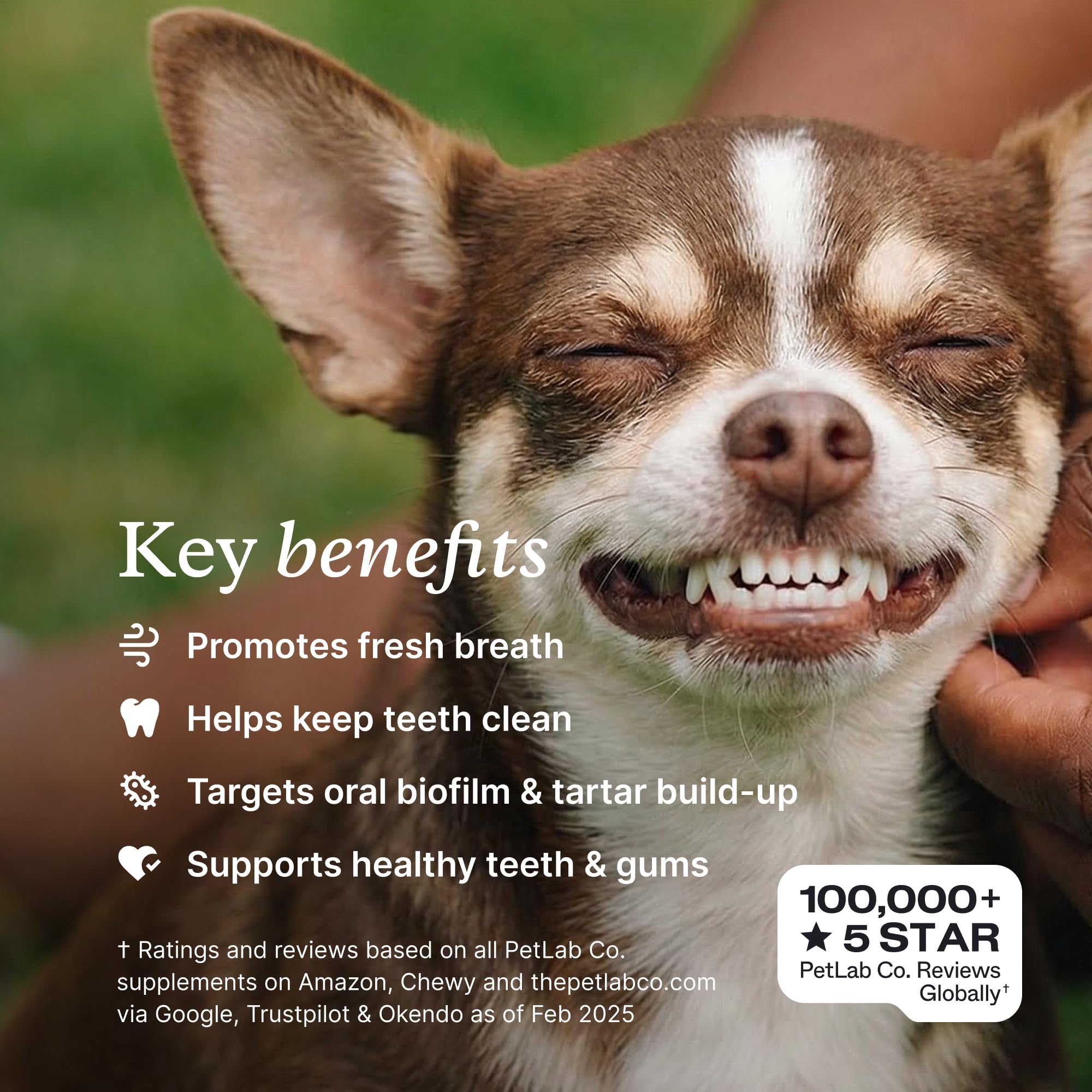 PetLab Co. powder texture shot highlighting fine formula for easy mixing into food
