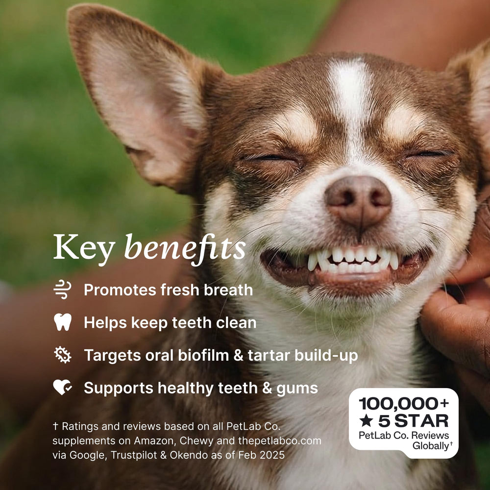 PetLab Co. powder texture shot highlighting fine formula for easy mixing into food