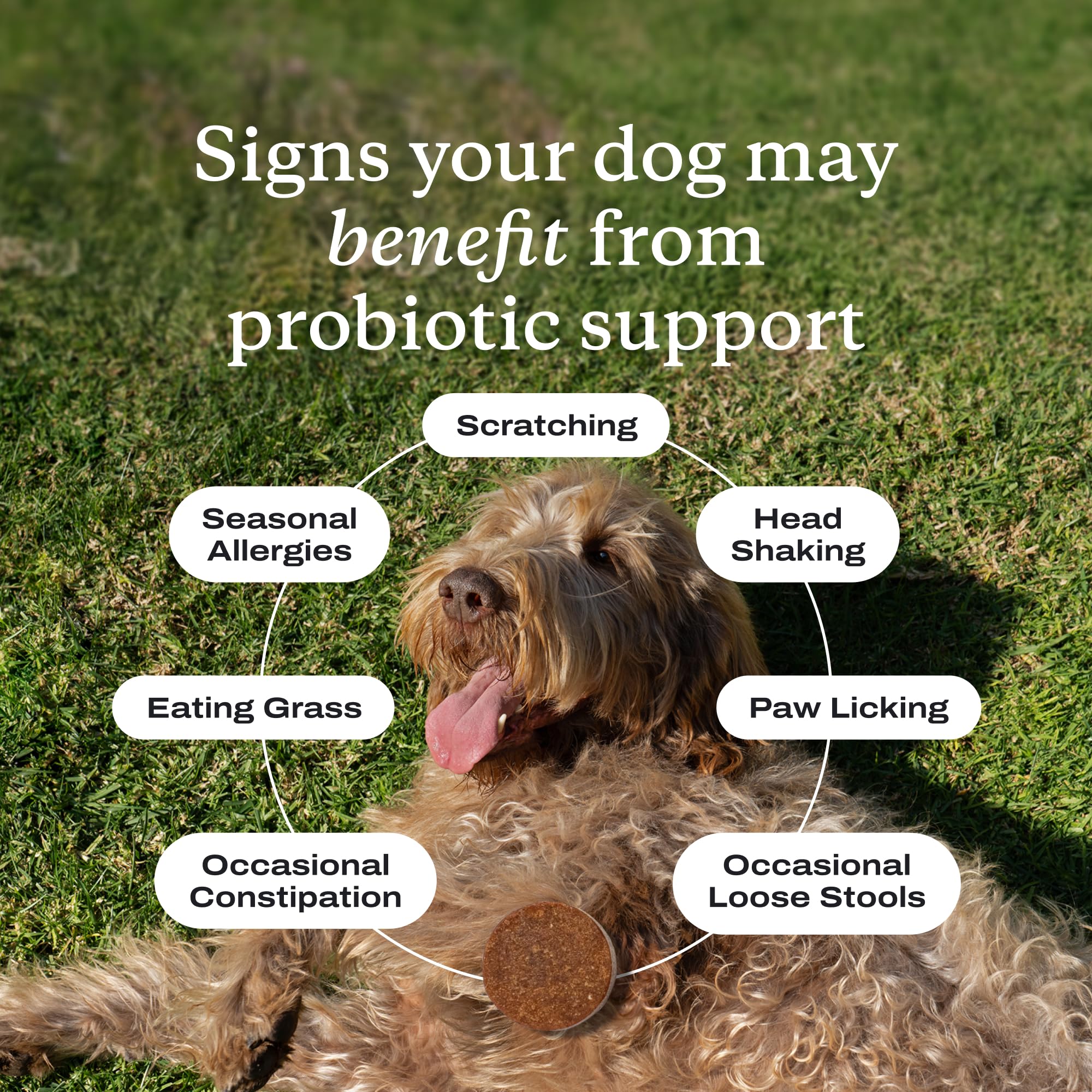 Close-up texture of PetLab Co. probiotic soft chew highlighting palatable, soft bite benefit