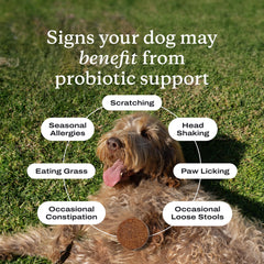 Close-up texture of PetLab Co. probiotic soft chew highlighting palatable, soft bite benefit