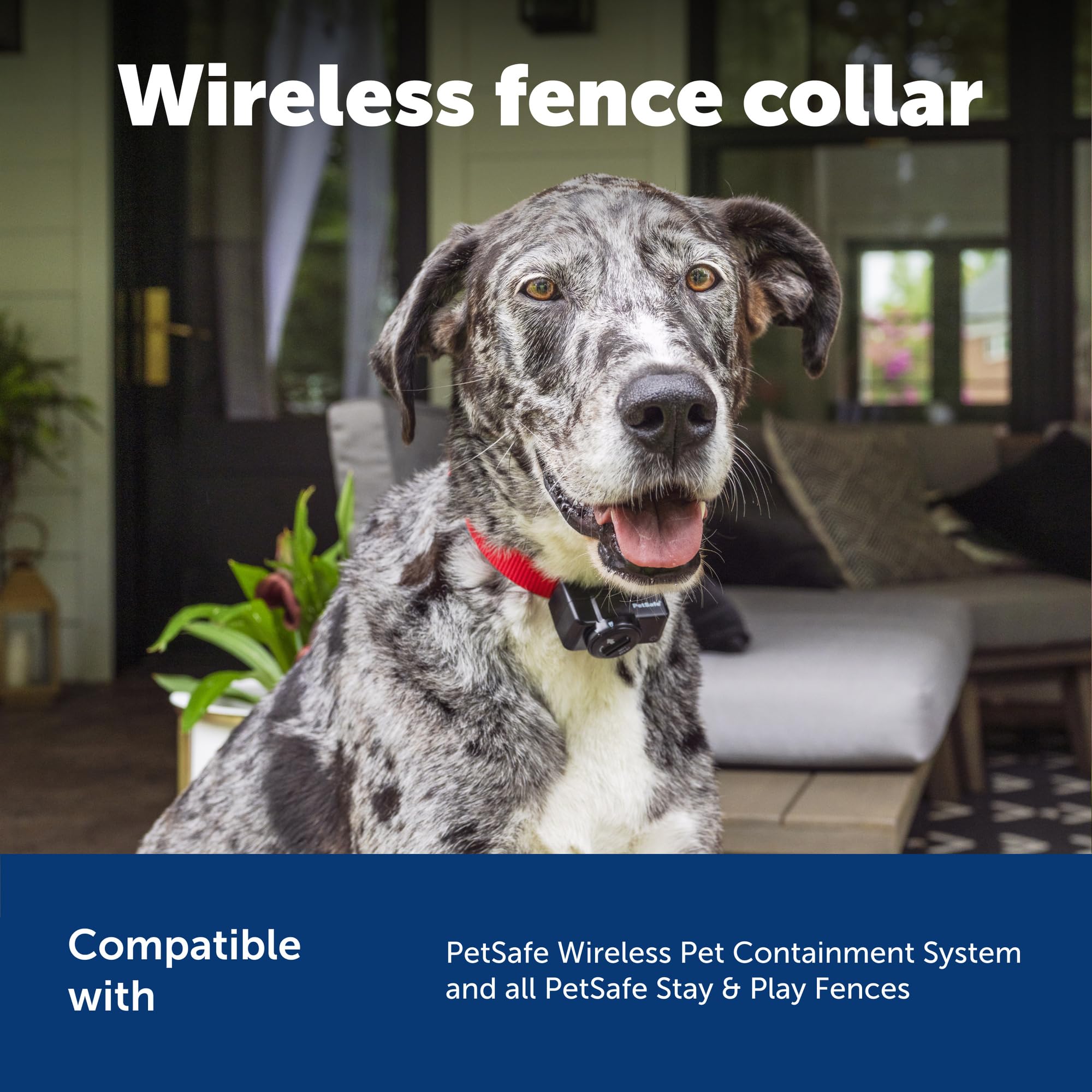 PetSafe collar in shallow puddle highlights waterproof protection during play