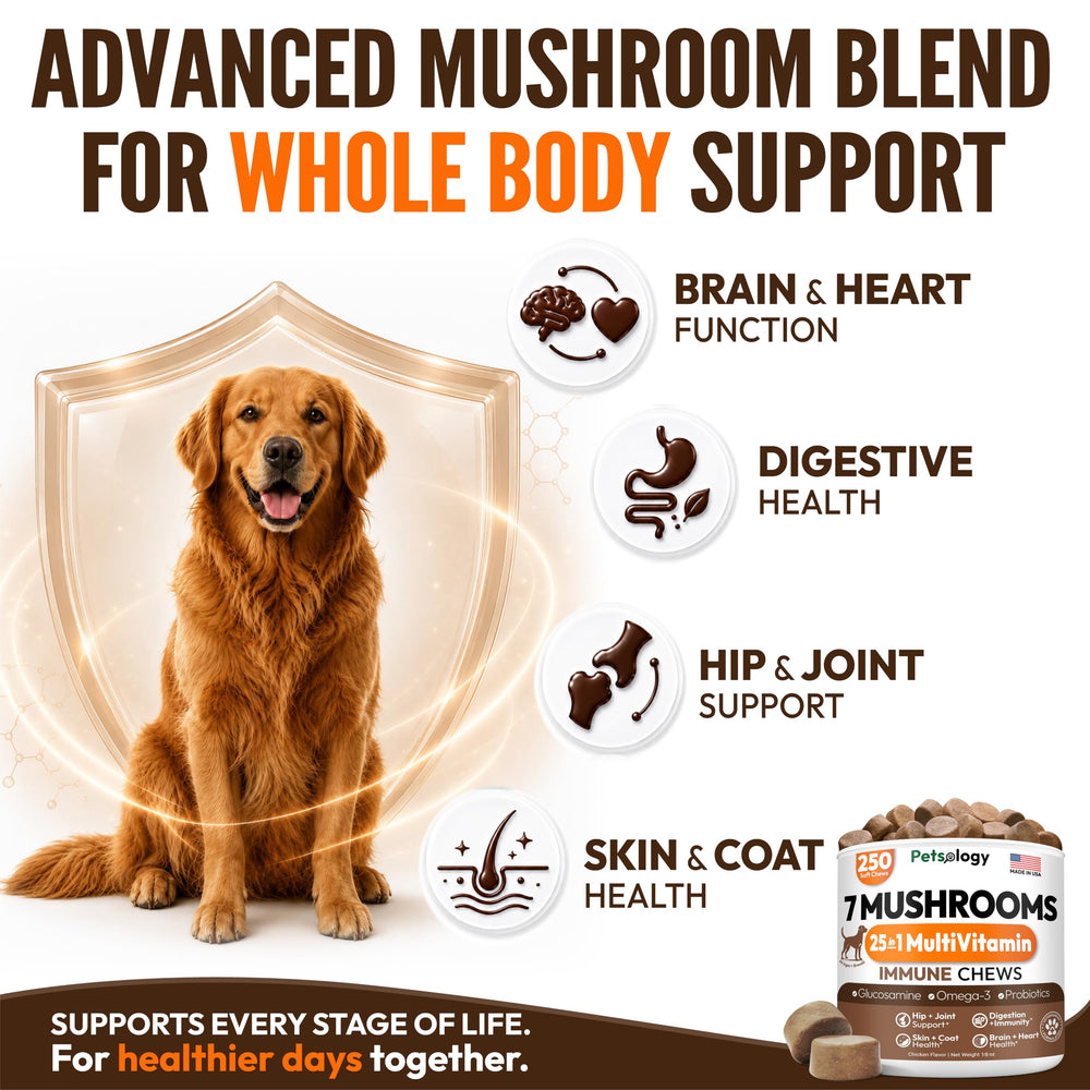 Petsology stacked jars showing bulk 250-chew supply and storage