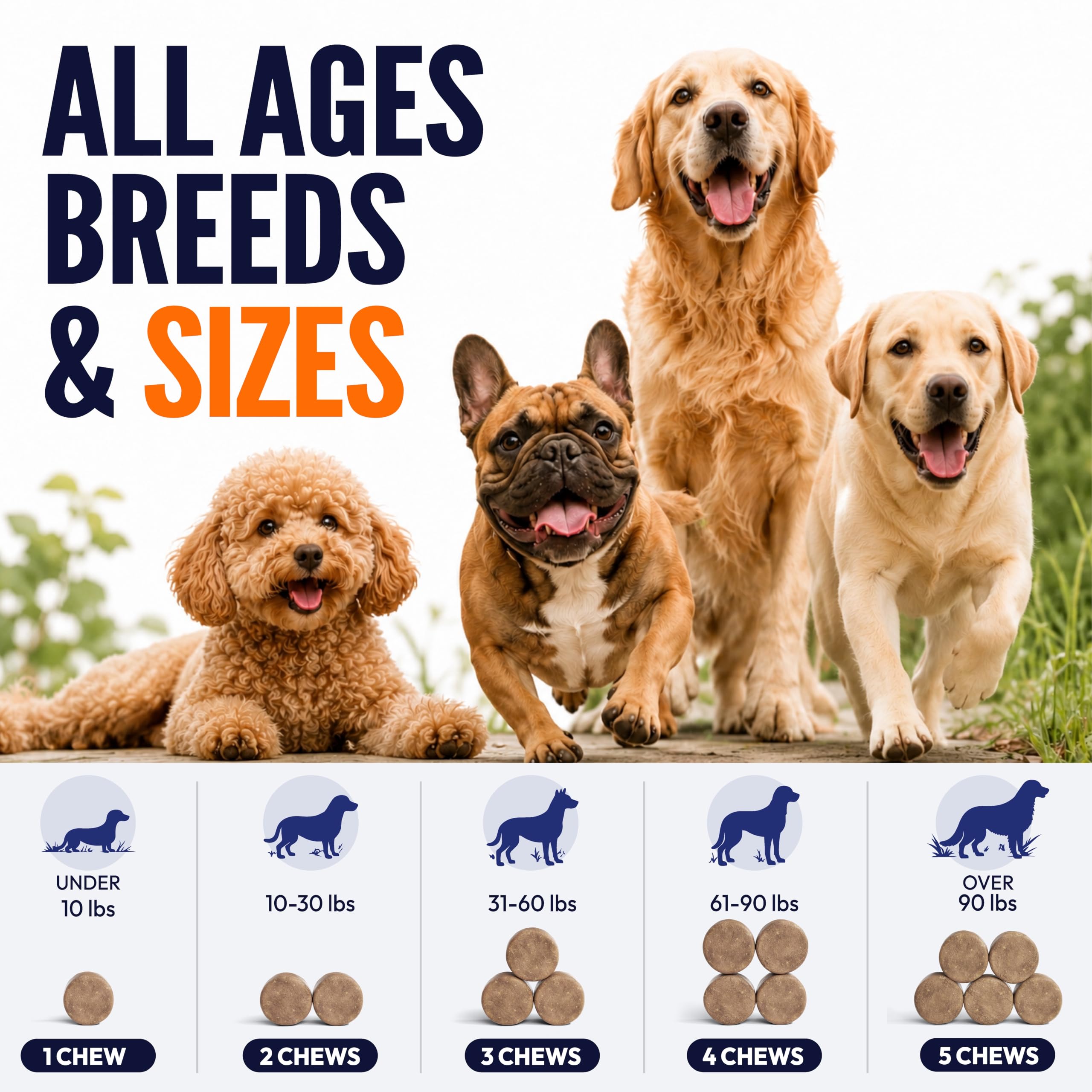 Petsology lifestyle image dog outdoors active, illustrating improved comfort