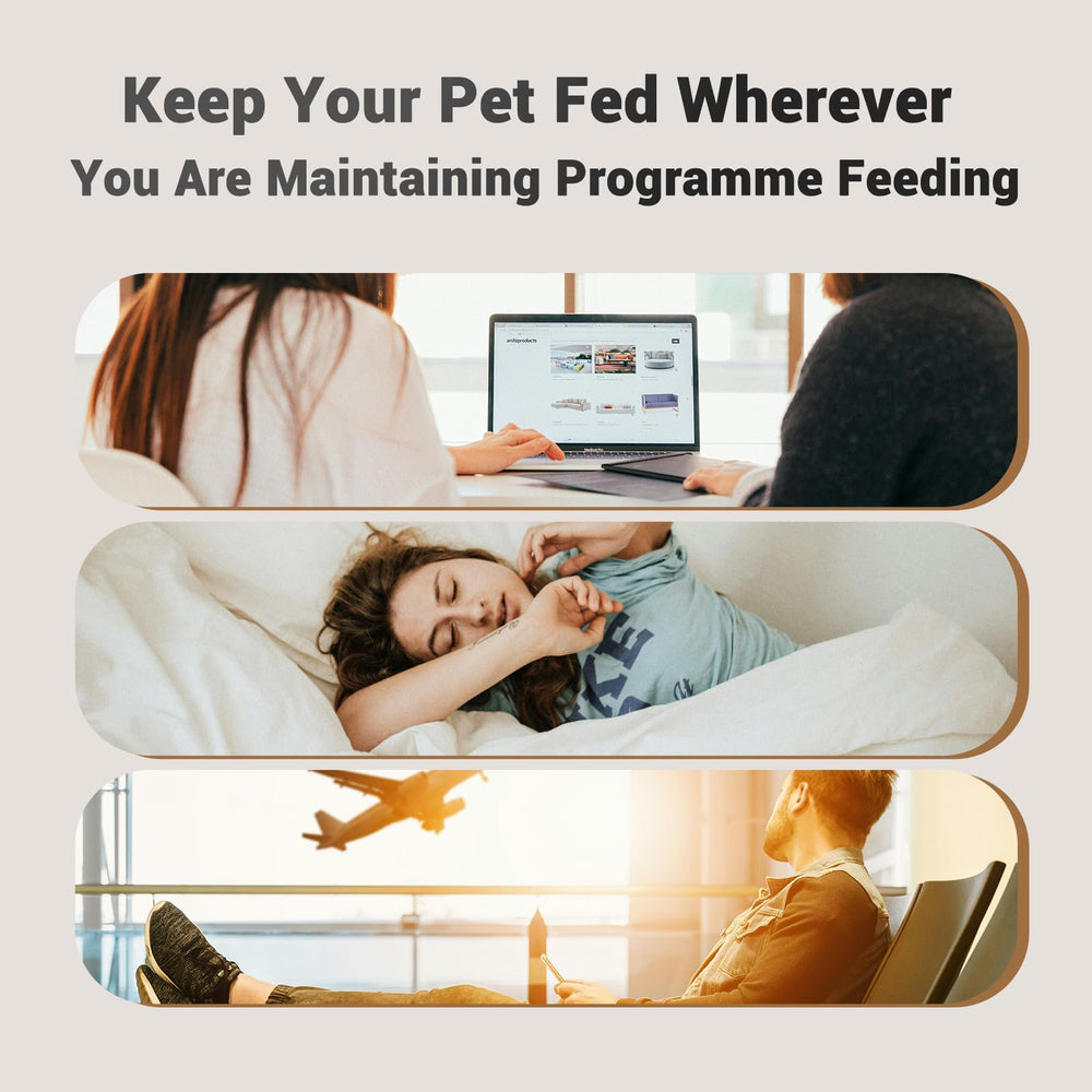 PETULTRA feeder on kitchen counter in lifestyle scene, keeps cat feeding routine consistent