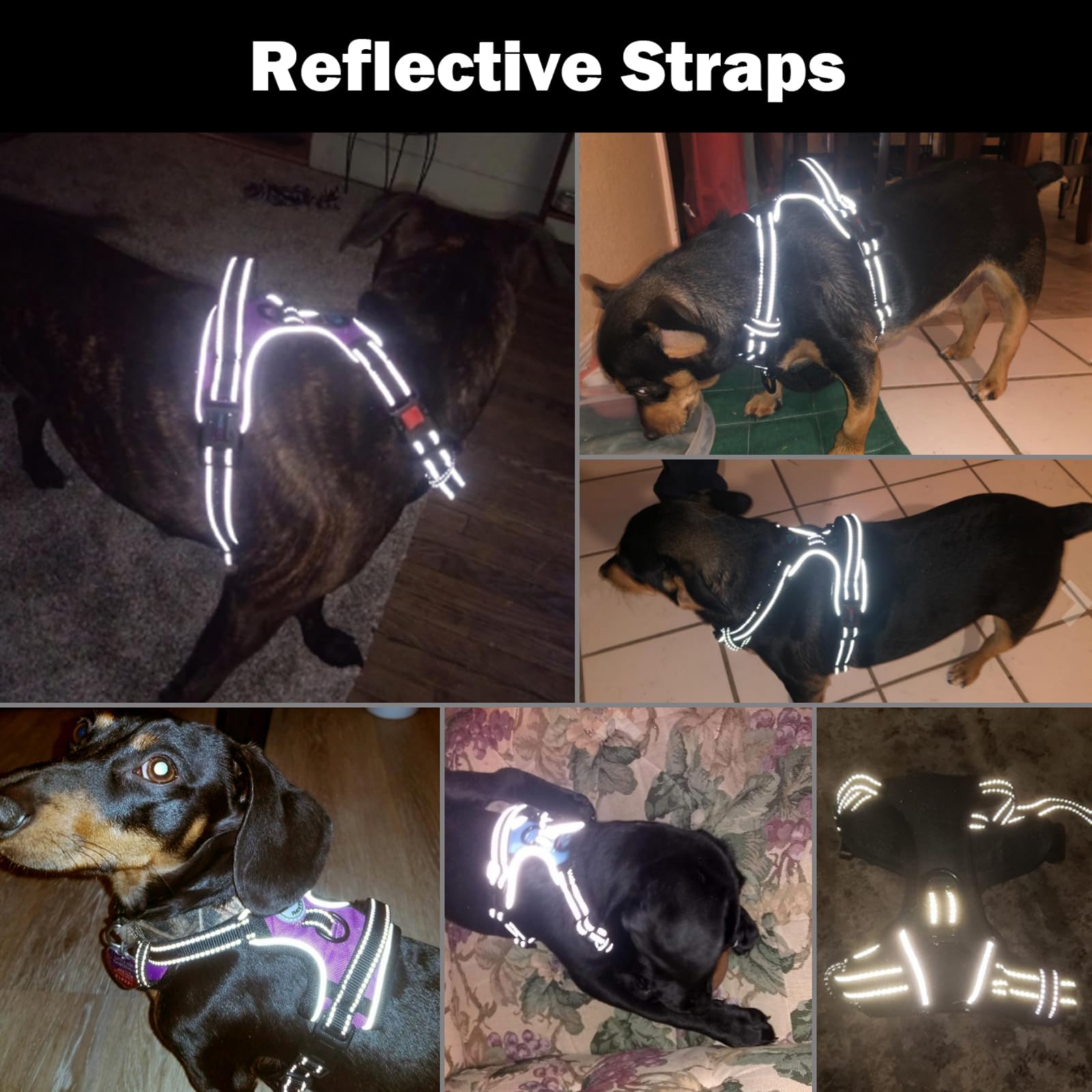 PHOEPET rear leash attachment showing conventional walking control