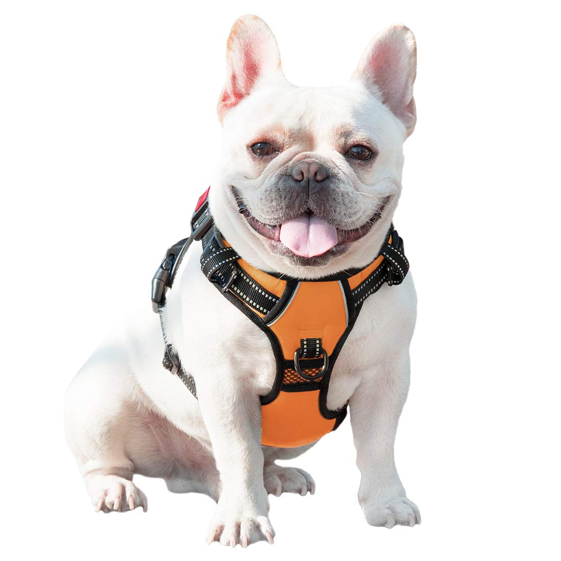 PHOEPET harness worn during evening walk increasing safety