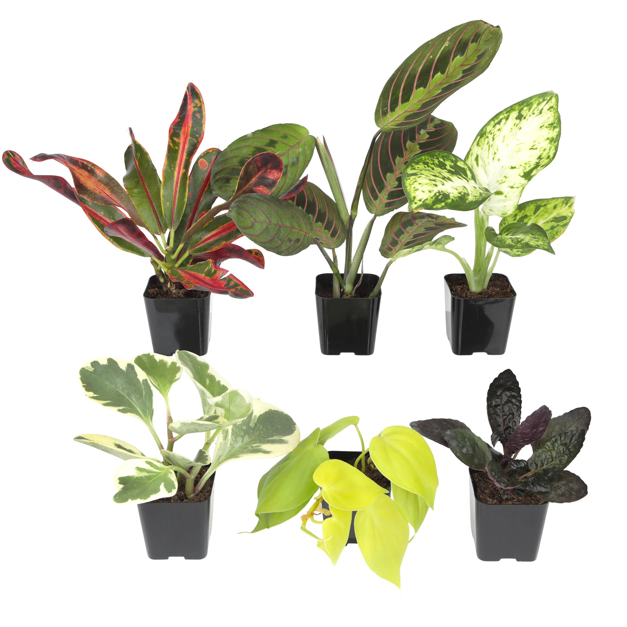 Plants for Pets front packaging showing all six potted plants and branding for easy unboxing