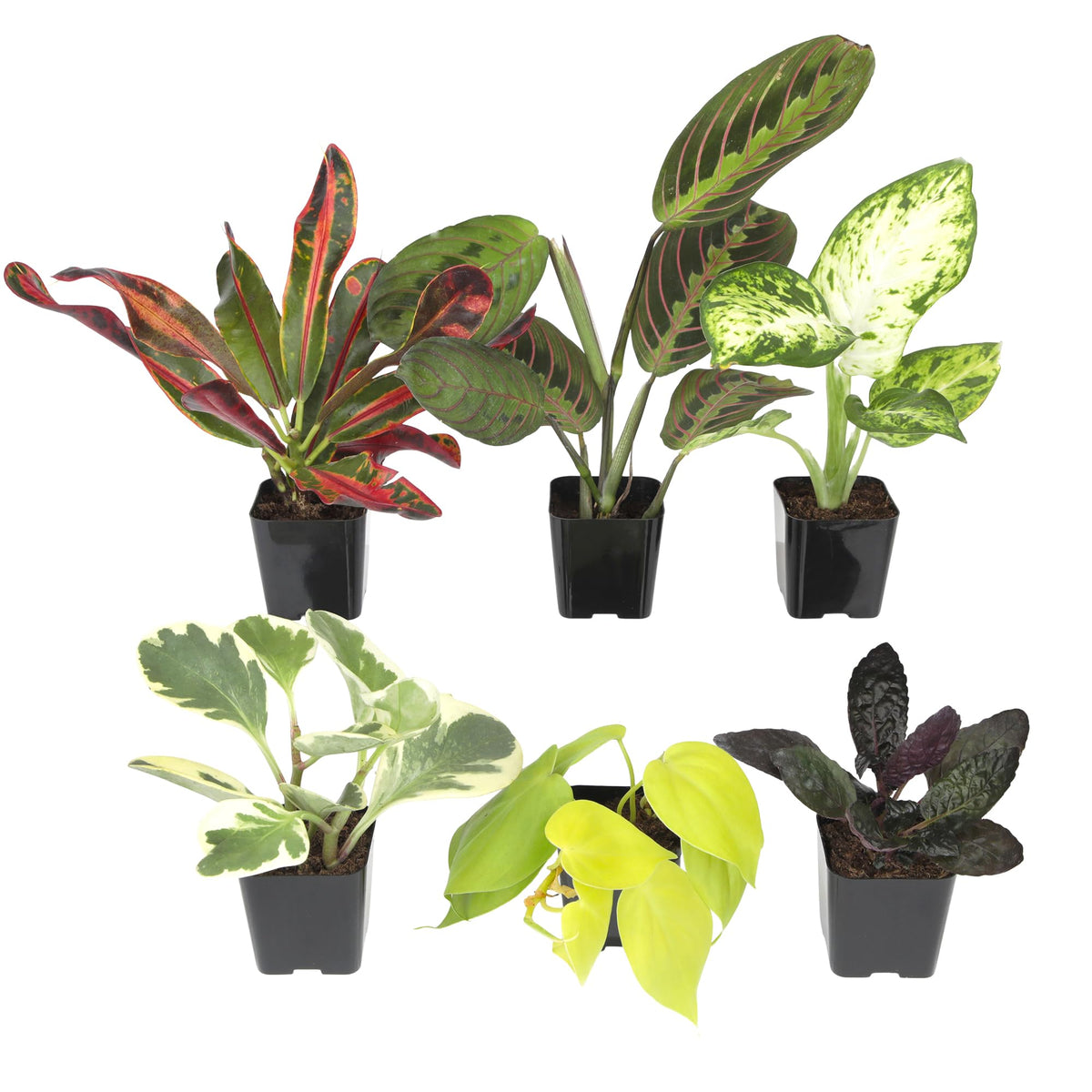 Plants for Pets front packaging showing all six potted plants and branding for easy unboxing