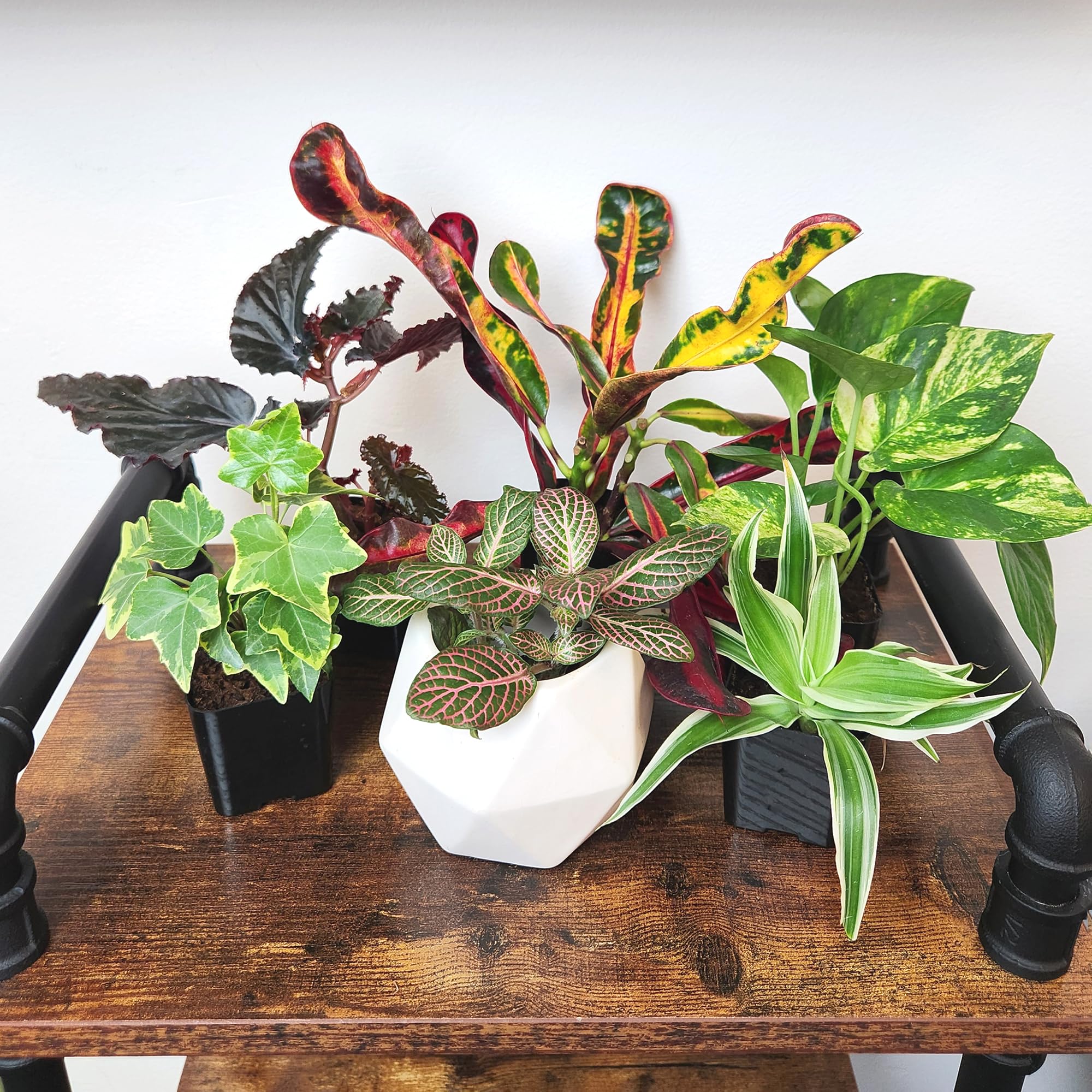 Plants for Pets pot and root close-up showing healthy roots and firm grower pot for easy repotting