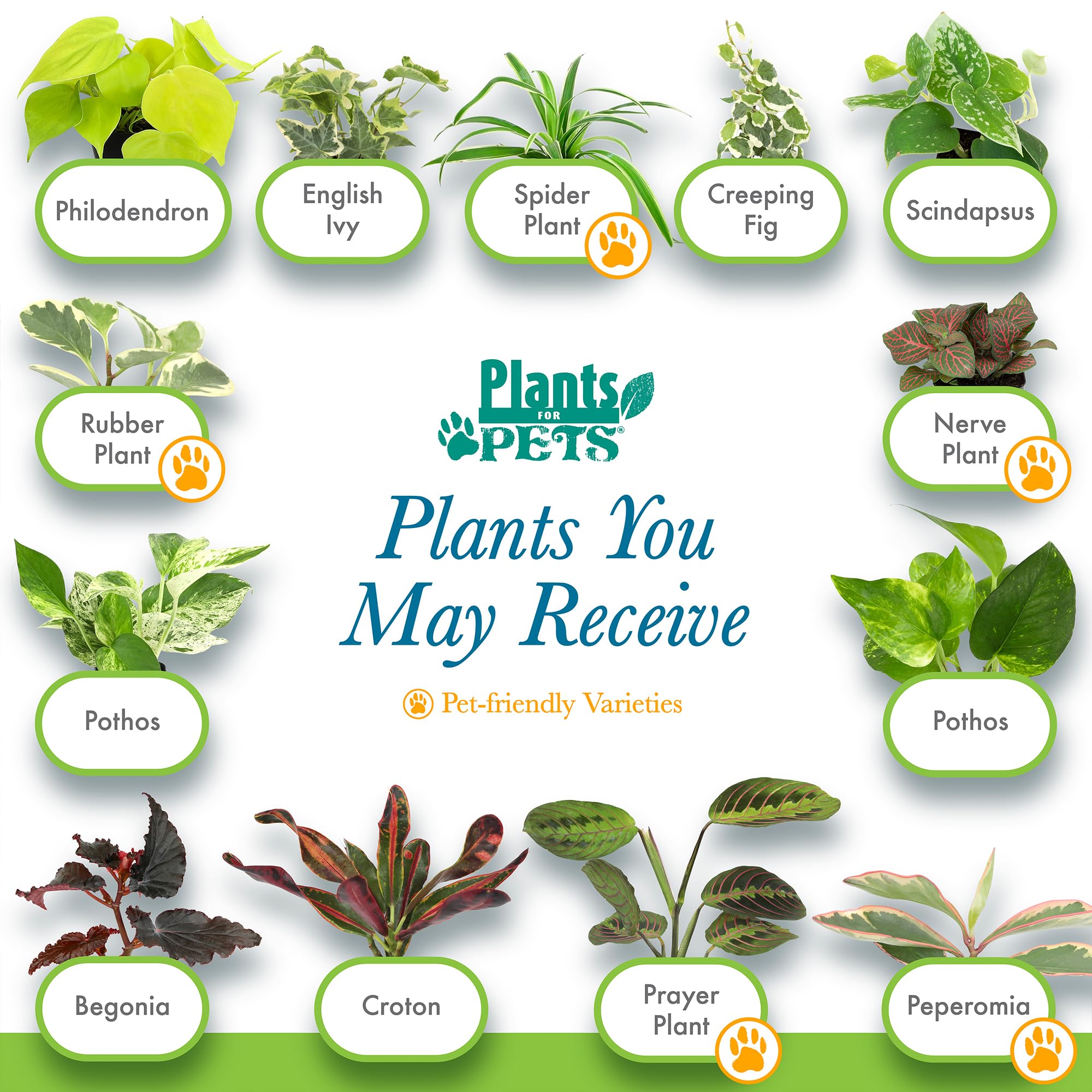 Plants for Pets pothos leaf detail highlighting resilient foliage for bright indoor spots