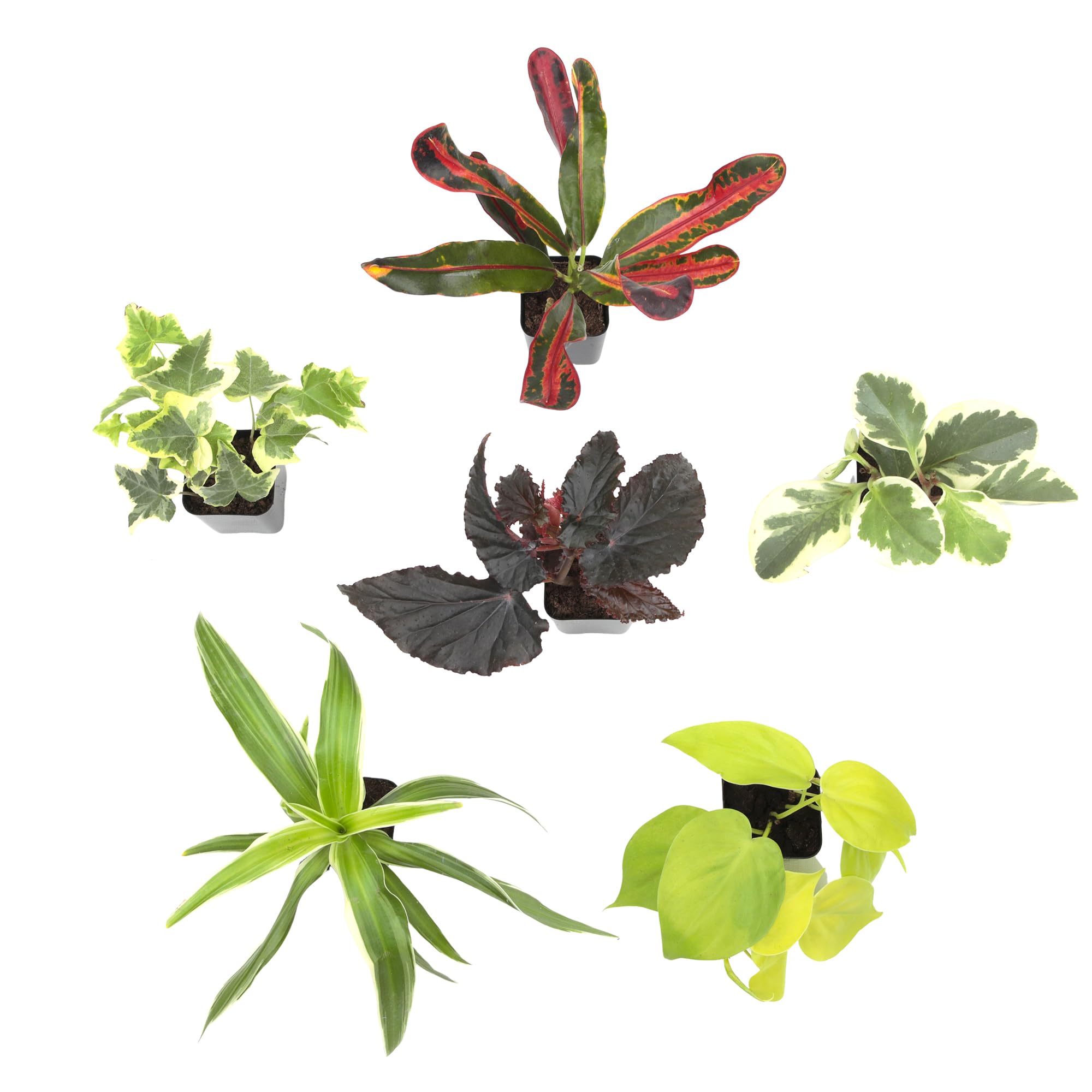 Plants for Pets scale on desk with notebook to show compact size for office placement