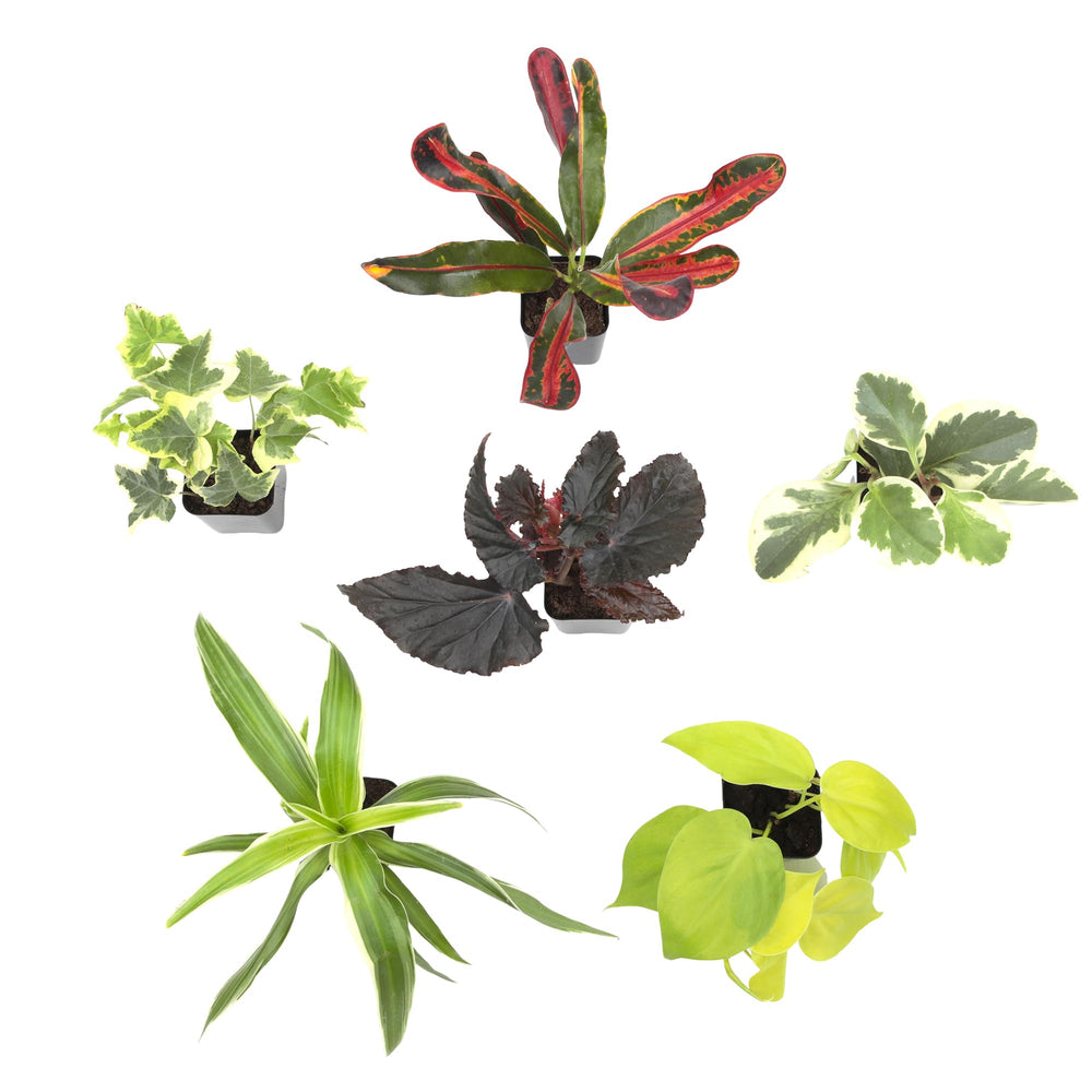 Plants for Pets scale on desk with notebook to show compact size for office placement