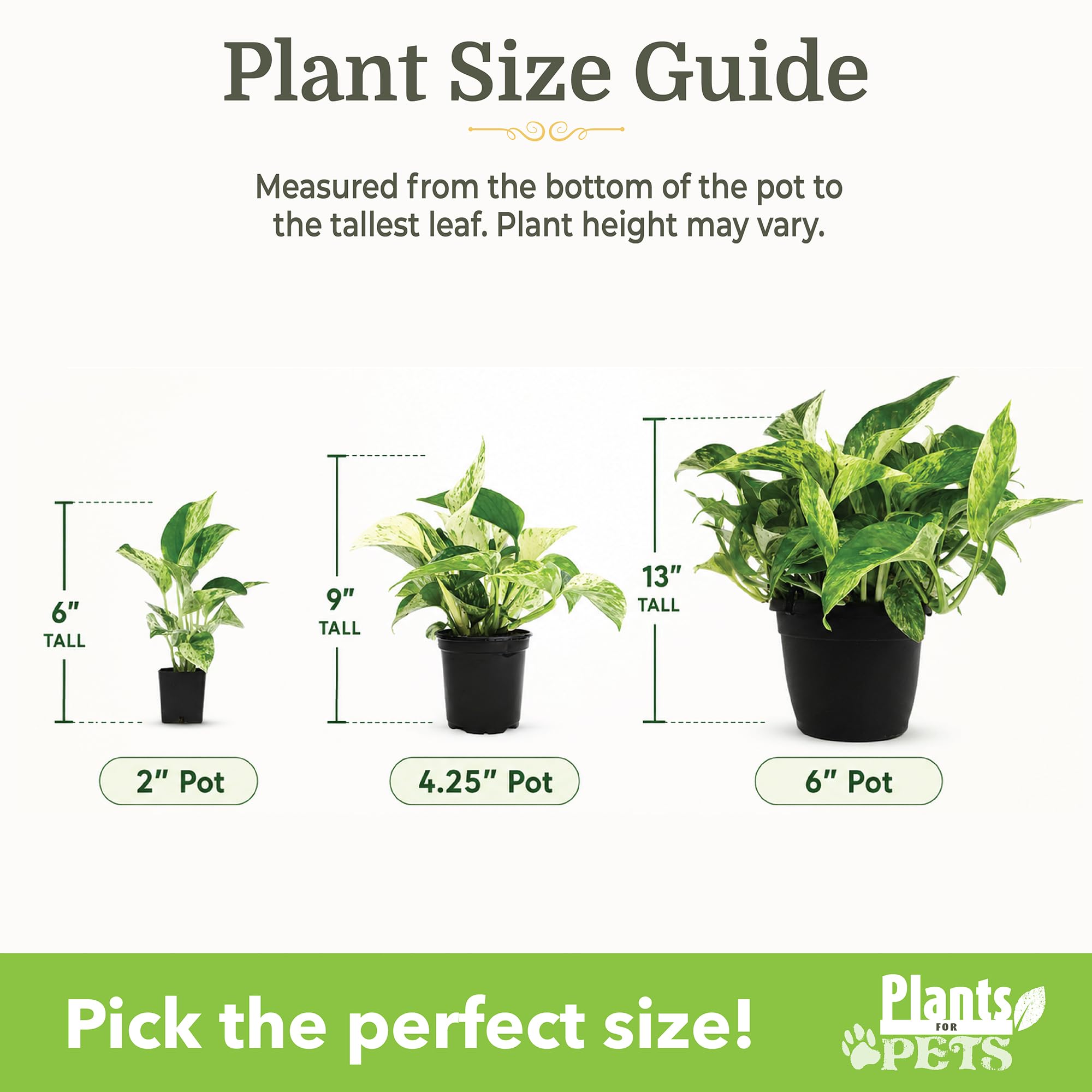 Plants for Pets spider plant cluster illustrating hardy, forgiving growth for beginners