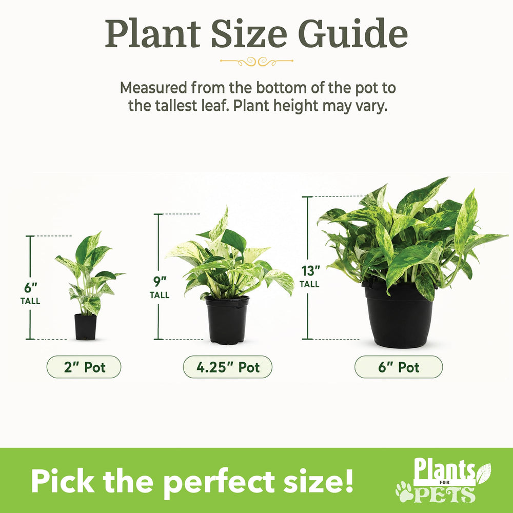 Plants for Pets spider plant cluster illustrating hardy, forgiving growth for beginners