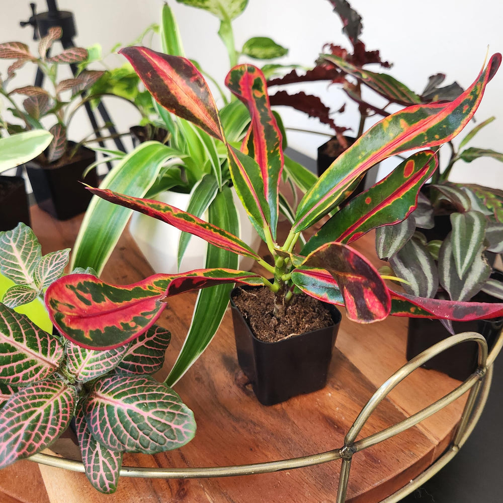 Plants for Pets terrarium setup demonstrating compatibility with glass displays and DIY projects