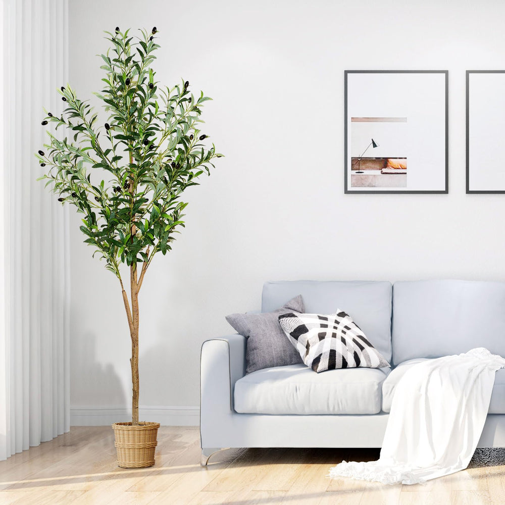 plantsworld olive tree next to furniture for scale to visualize 6ft indoor size