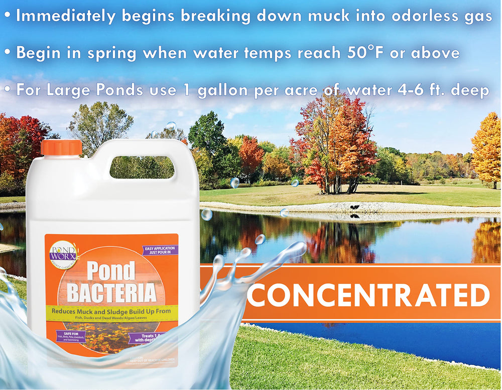 Pond Worx pouring along shoreline for easy application and distribution