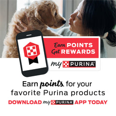 Purina Moist & Meaty being served in a bowl while a dog eats, encourages picky appetites