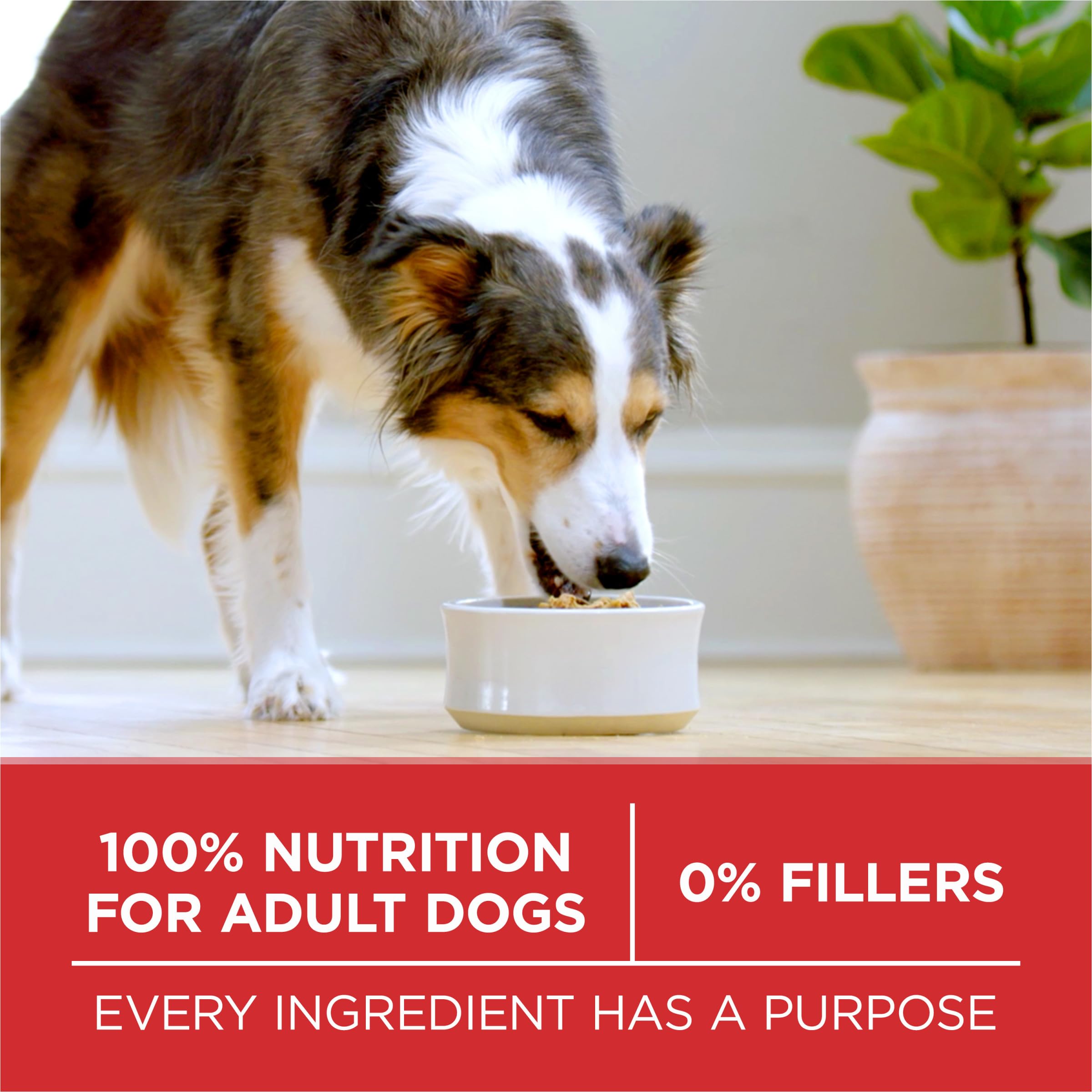 Purina ONE bag on kitchen counter conveying daily feeding routine