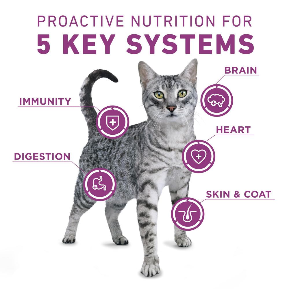 16 lb Purina ONE bag beside common items to show scale and long-lasting supply