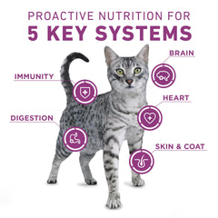 16 lb Purina ONE bag beside common items to show scale and long-lasting supply