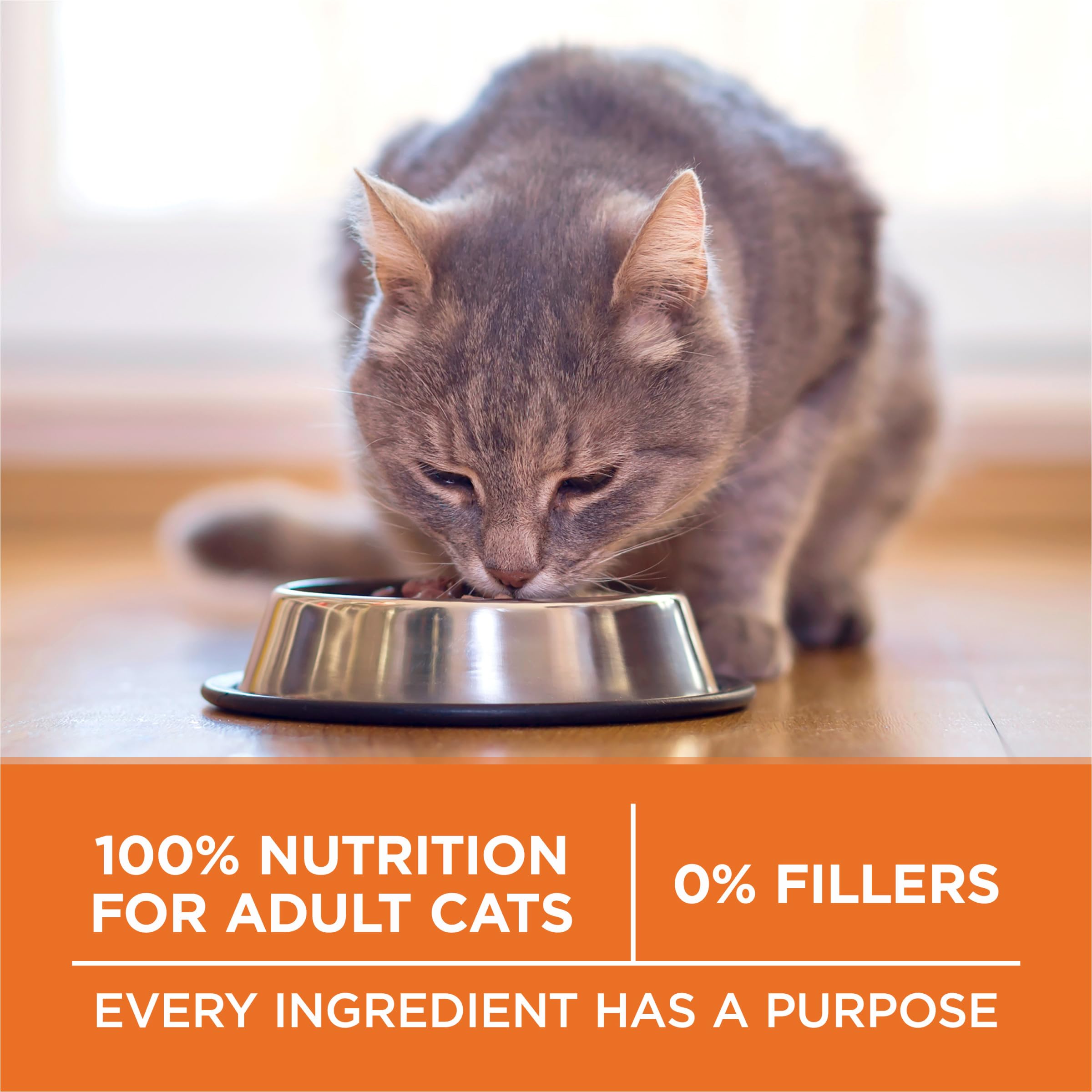 Purina ONE cat eating kibble demonstrating palatable taste and acceptance