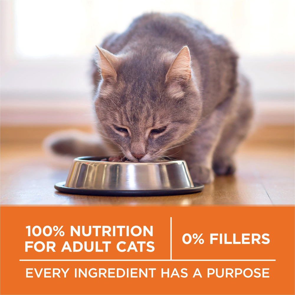 Purina ONE cat eating kibble demonstrating palatable taste and acceptance