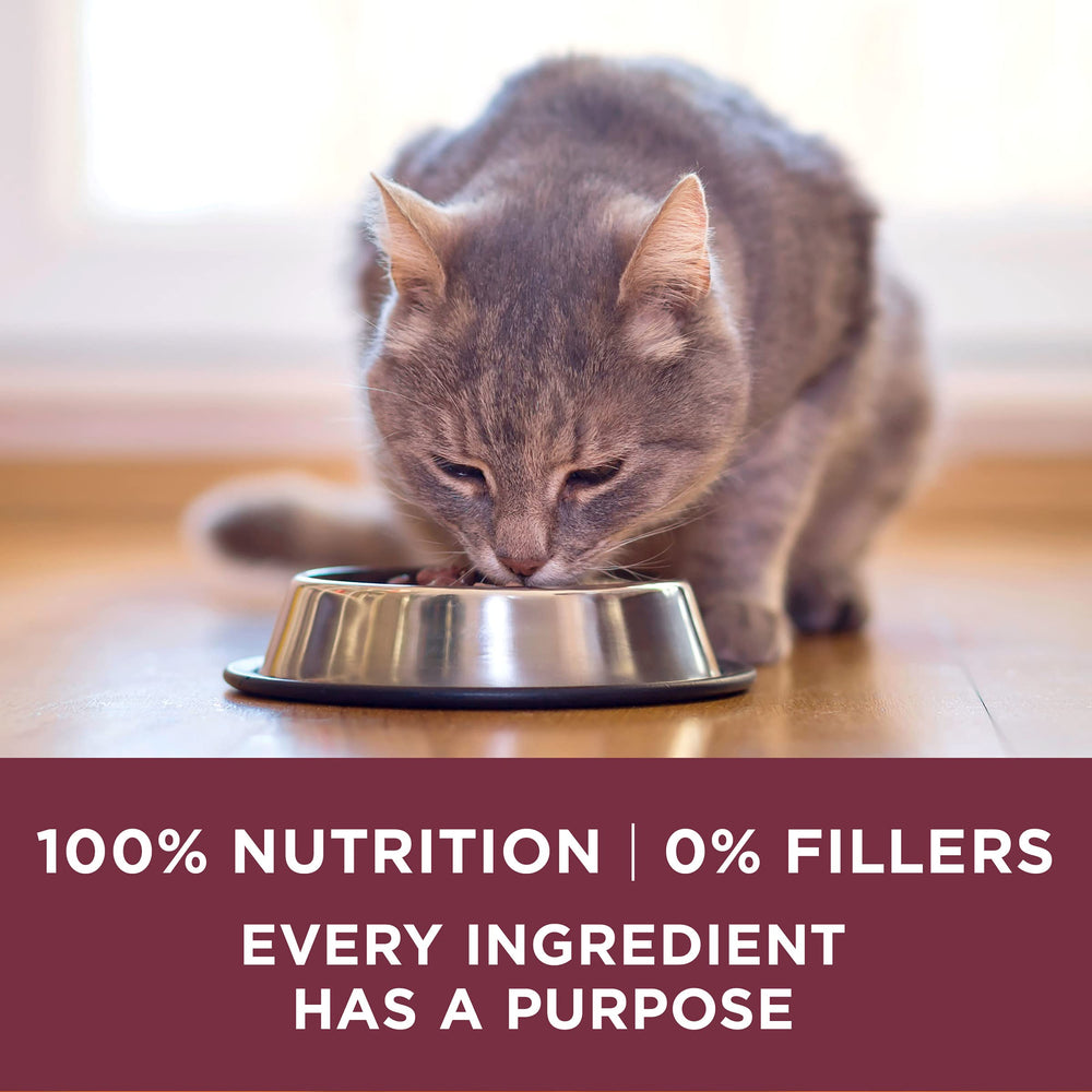 Cat eating Purina ONE from dish showing palatable taste benefit