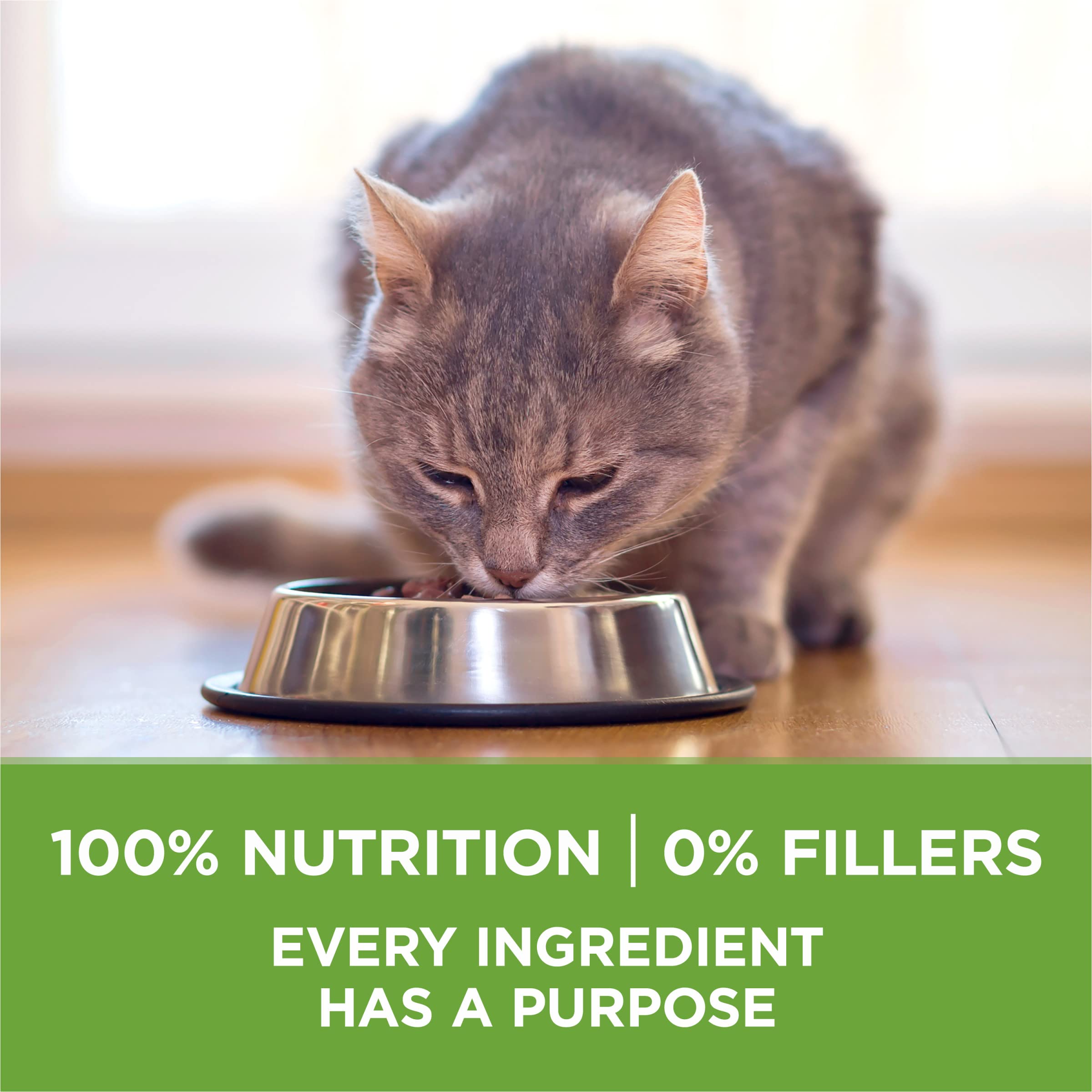 indoor cat with glossy coat after Purina ONE to show skin benefit